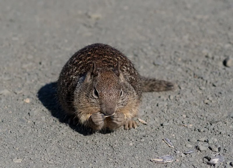 squirrelmunching_Harris_2025.jpg