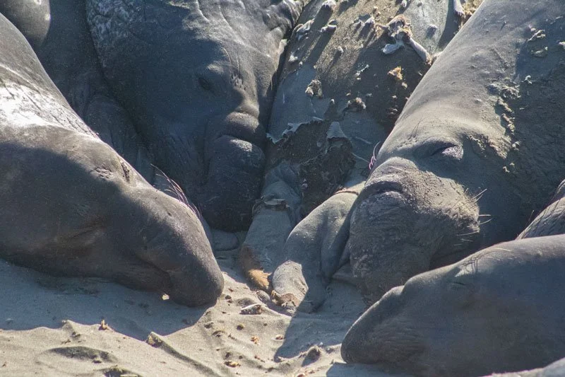 elephantsealpile_harris_2025.jpg
