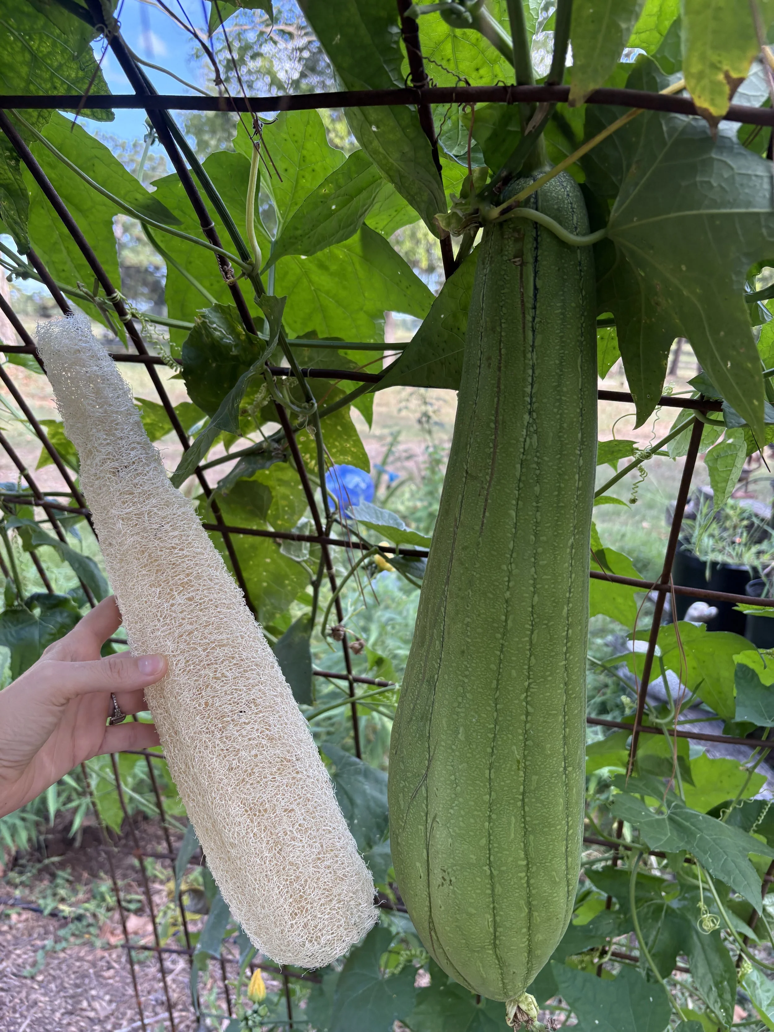 Natural Luffa Sponge - Full Size