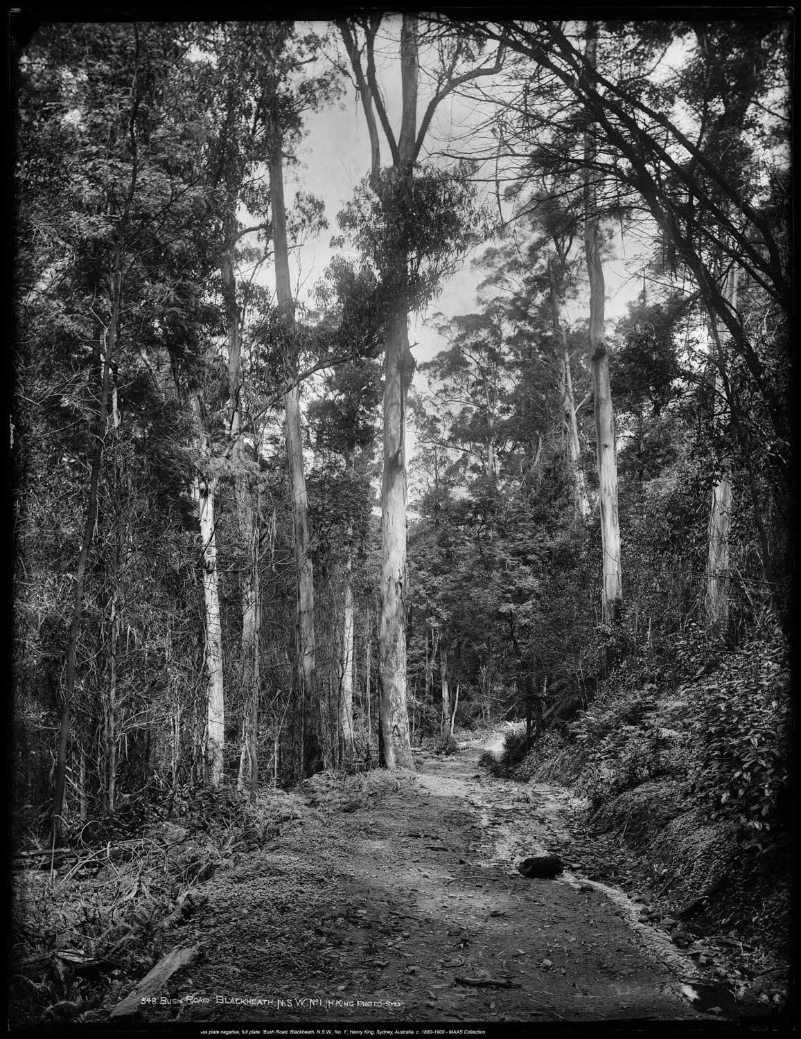A black and white photo of a dirt road winding through a forest with tall trees and dense foliage. Megalong Road.