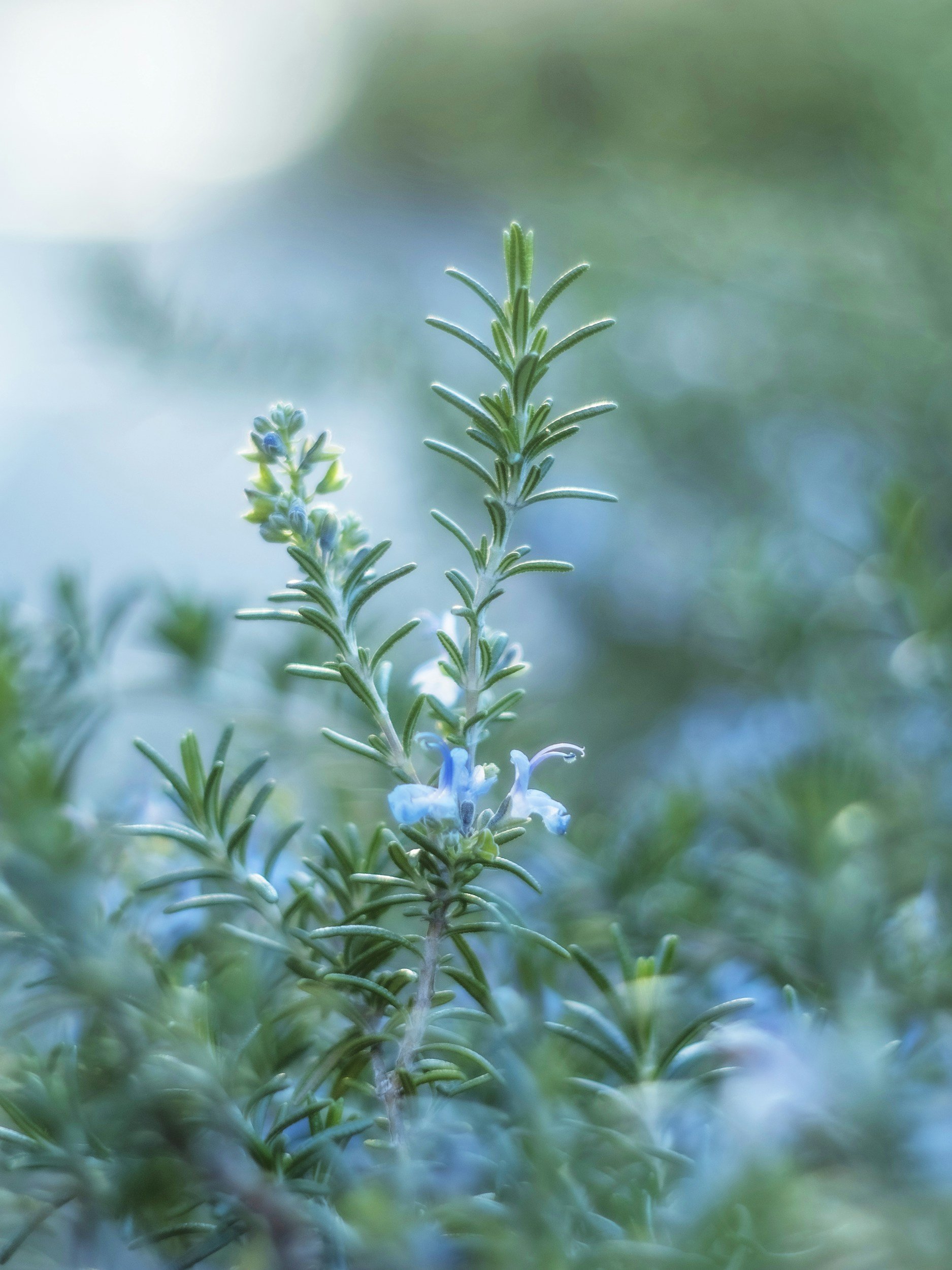 Legacy Rosemary Picking