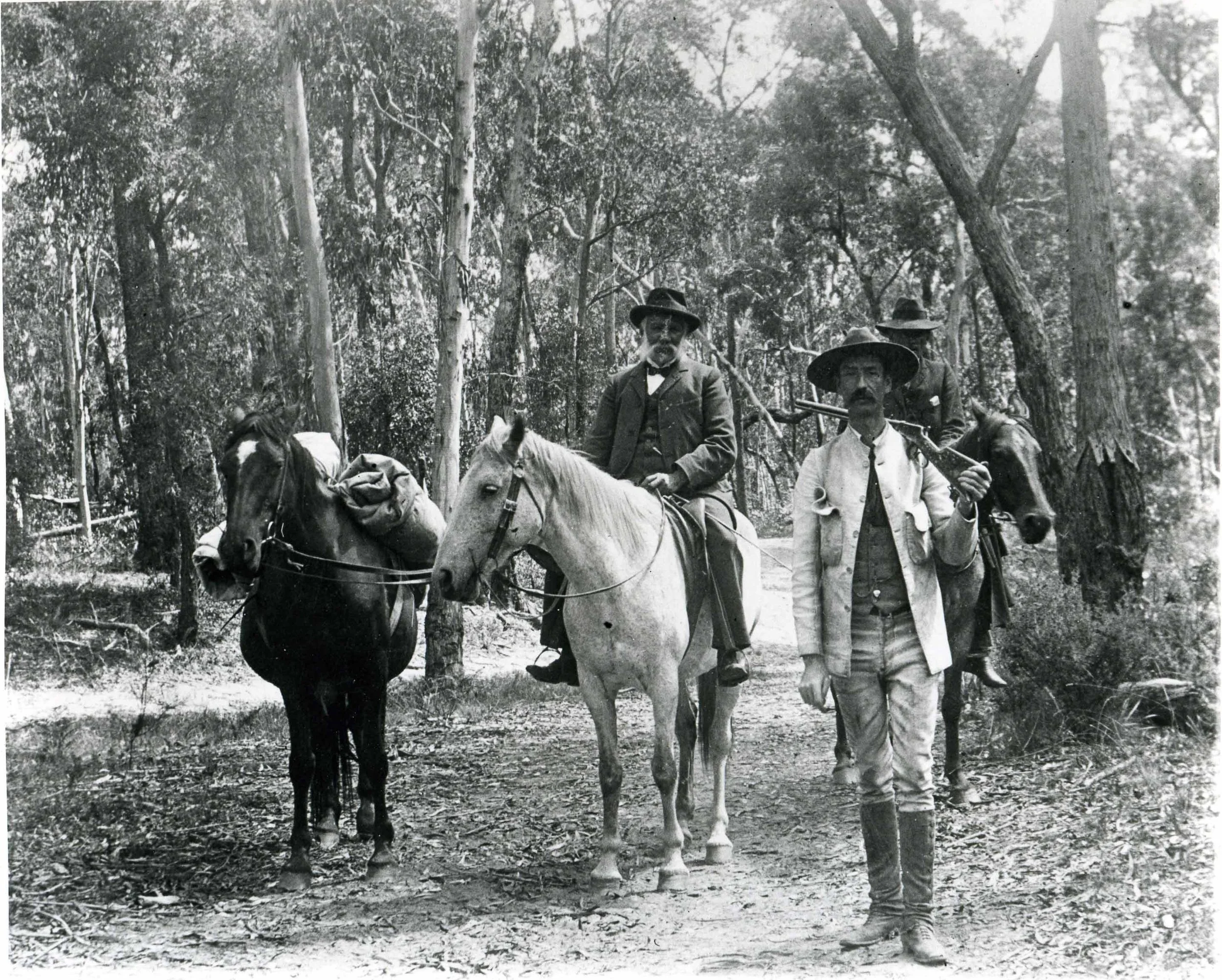 Historical black and white photograph of three men with three horses on a forest path, one man holding a rifle, dressed in early 20th-century attire. Megalong Valley.