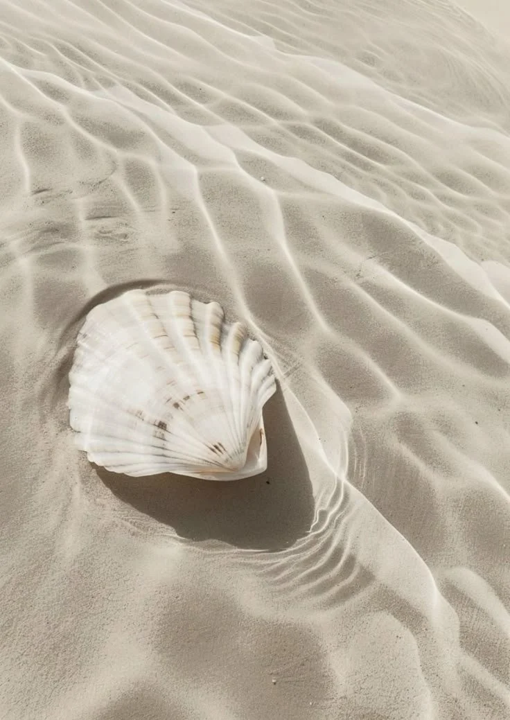 A white seashell partially buried in rippled sand.