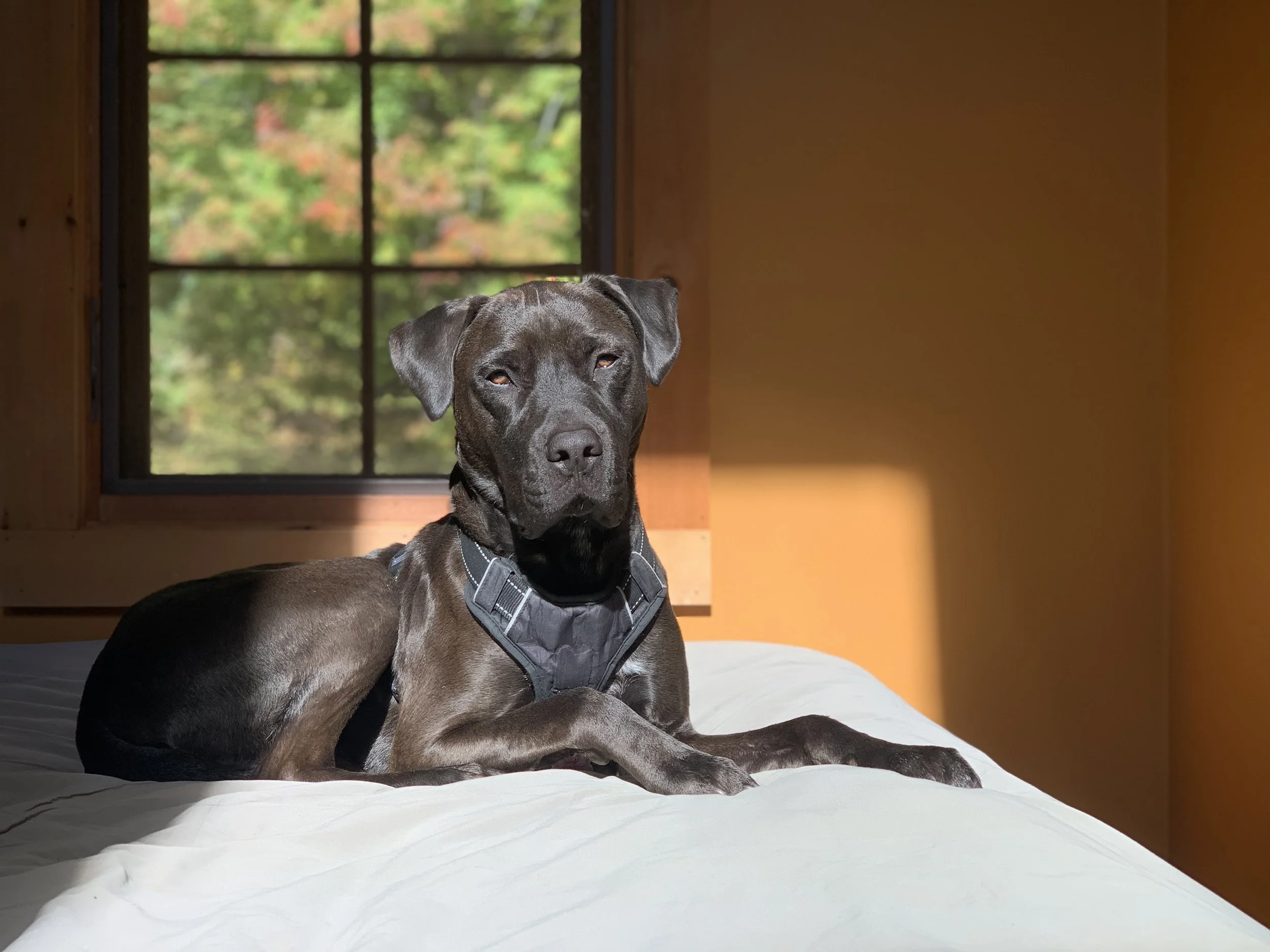 A black dog with a harness lying on a white bed inside a wooden house, near a window showing green trees outside, illuminated by sunlight.
