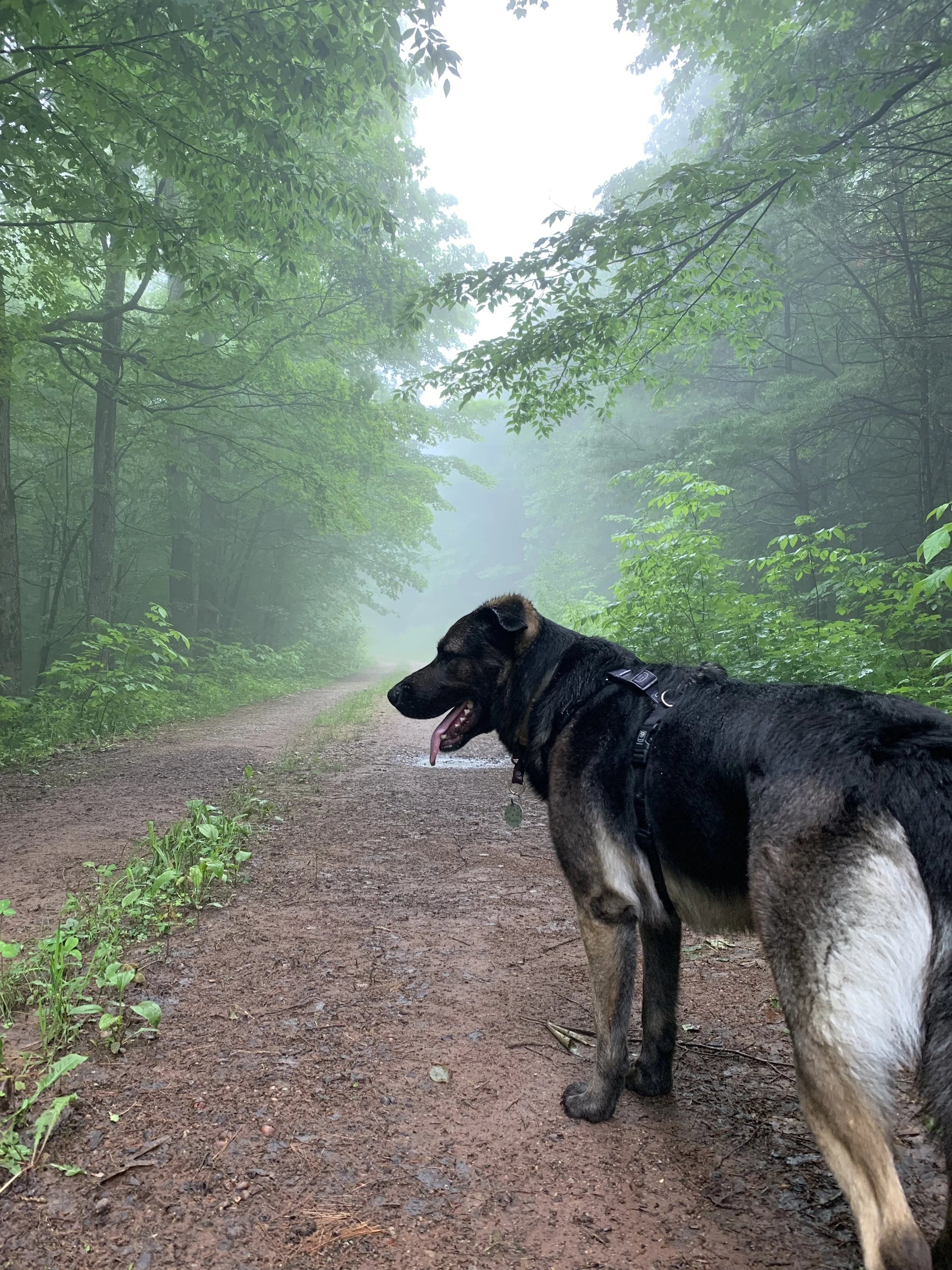 A large black and tan dog with a harness, standing on a dirt trail in a foggy green forest.