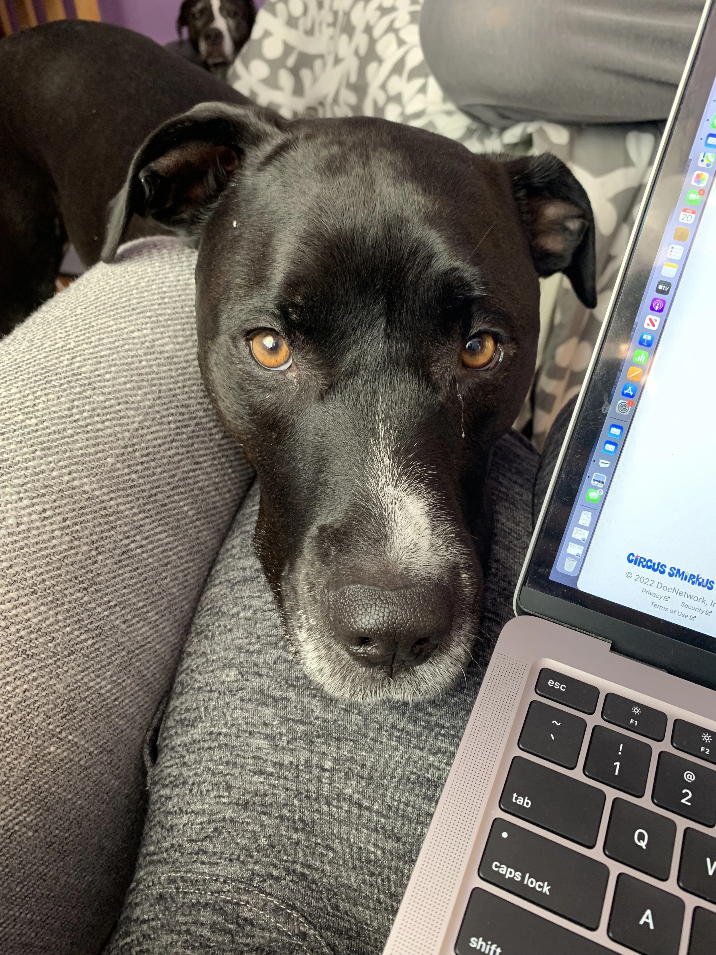 A black dog with brown eyes resting its head on a person's lap, next to a laptop with a visible screen showing a document.