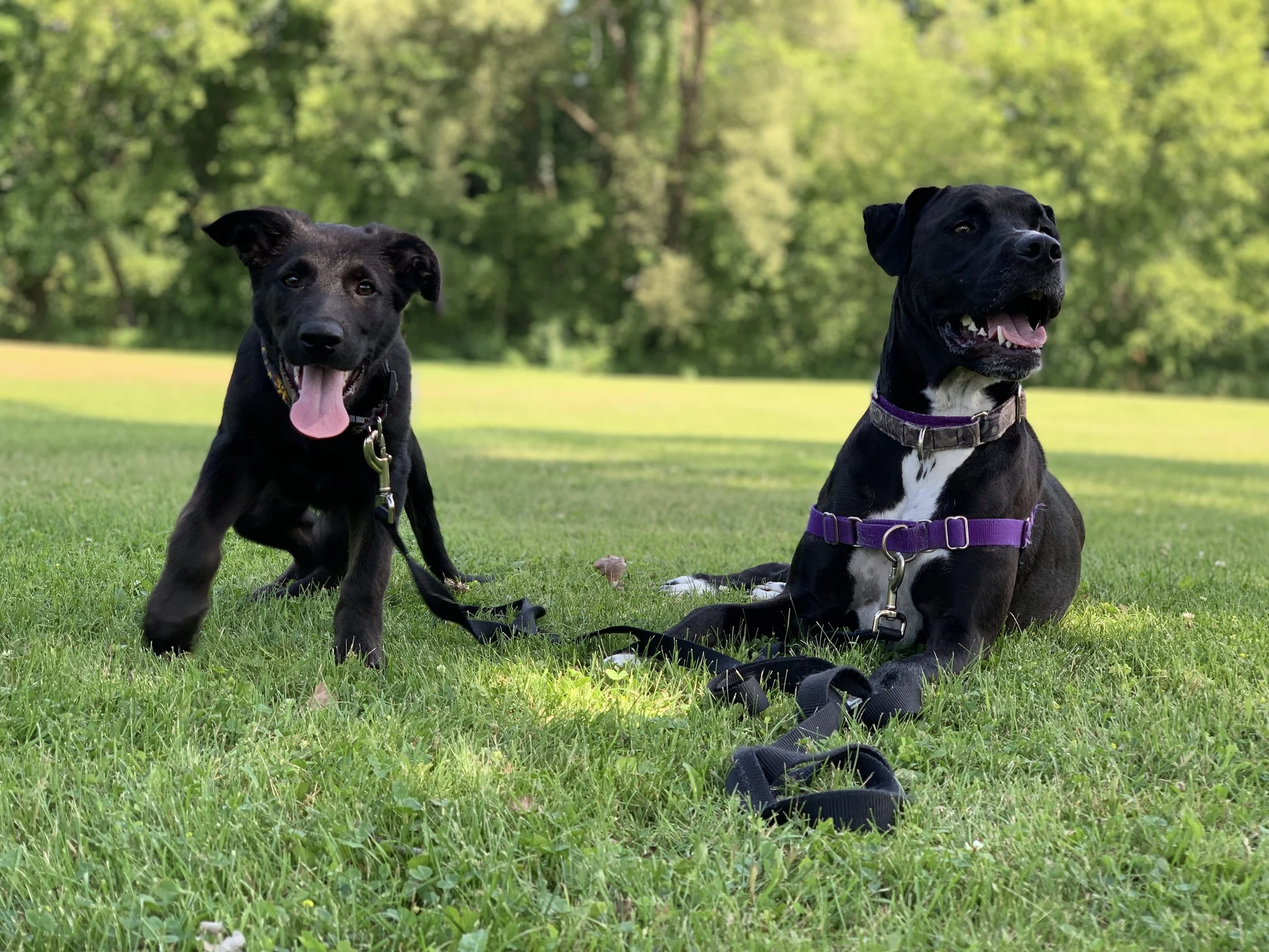 Two black dogs with white markings on the chest and paws, sitting and lying on a grassy field with trees in the background.