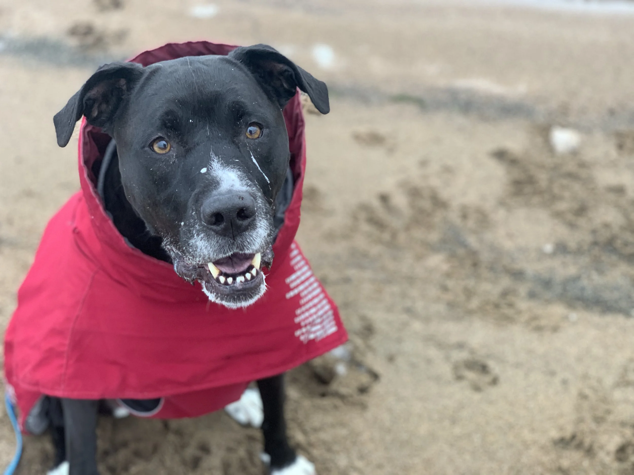 A black dog with a white patch on its nose, wearing a red jacket, standing on sandy ground with a small splash of snow or foam on its nose, looking at the camera.