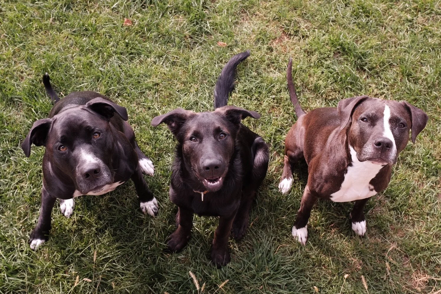 Three dogs standing on grass, looking up at the camera, with one black dog in the middle and two brown dogs on either side.