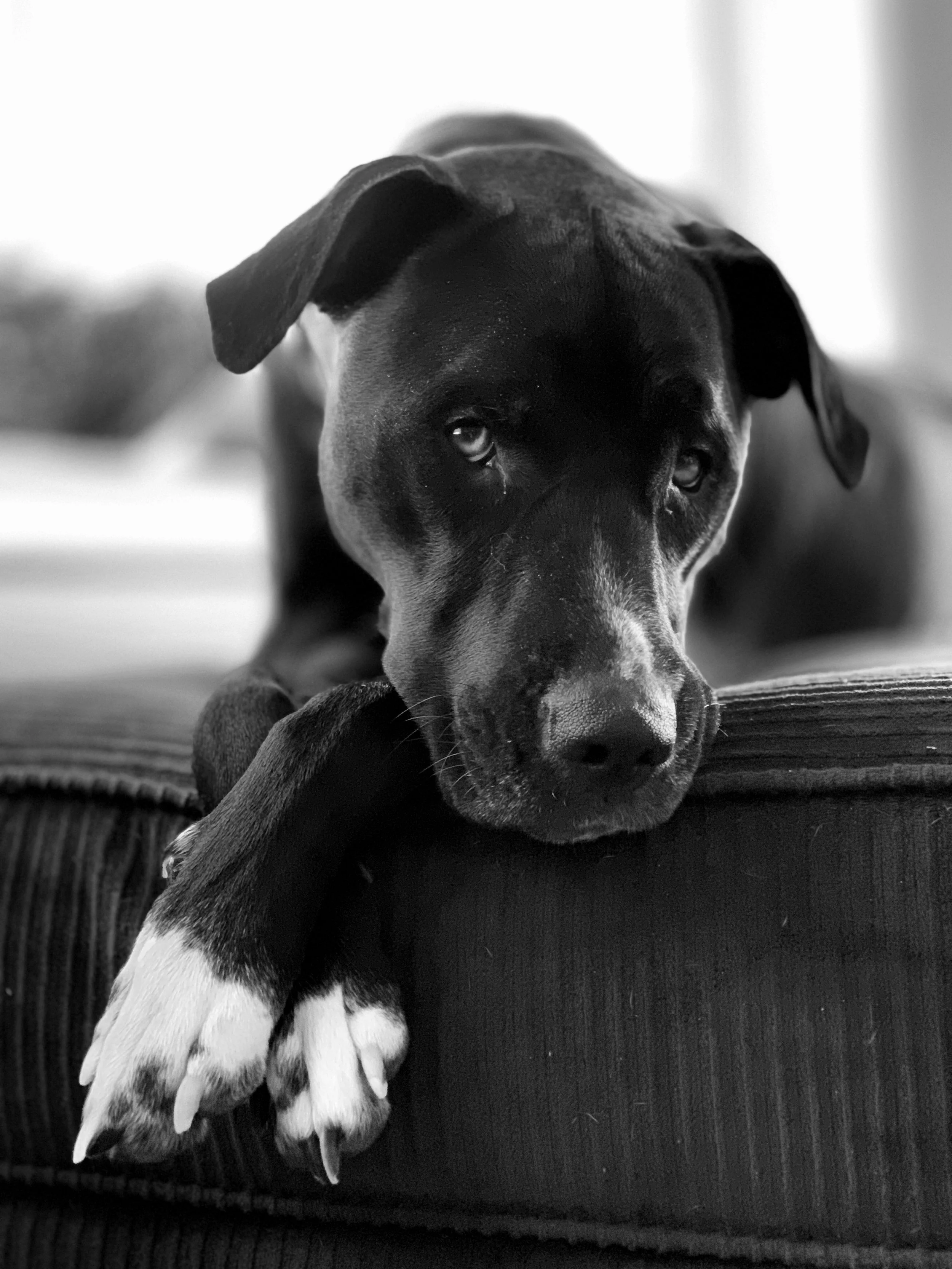 A black and white photo of a dog resting its head and paw on a soft surface, looking at the camera with a gentle expression.