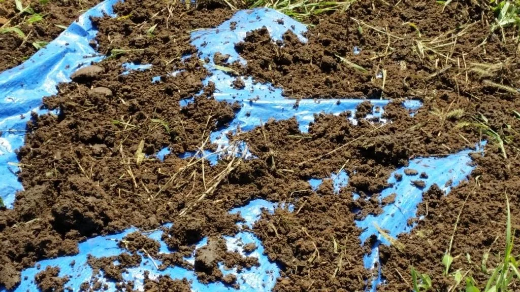 Healthy Soils Need More Than NPK: Understanding the true Value of Biosolids 
