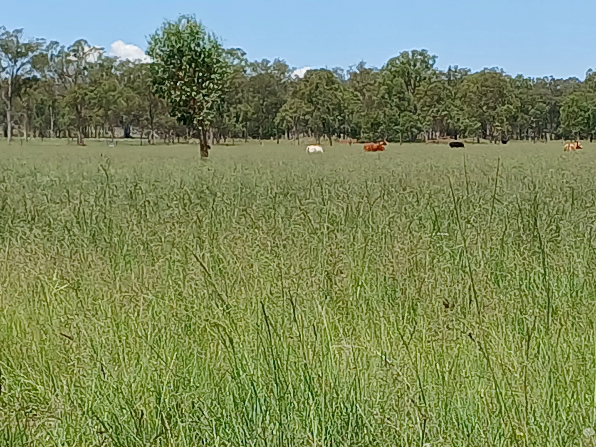 Grazing landscape with cows amongst high grass