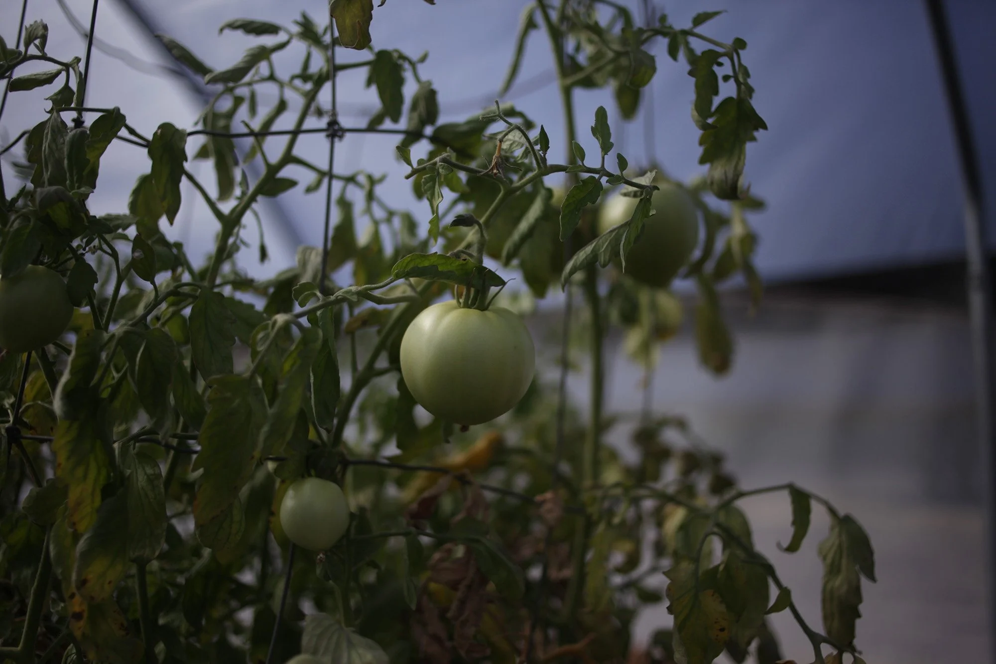 tomato.jpg