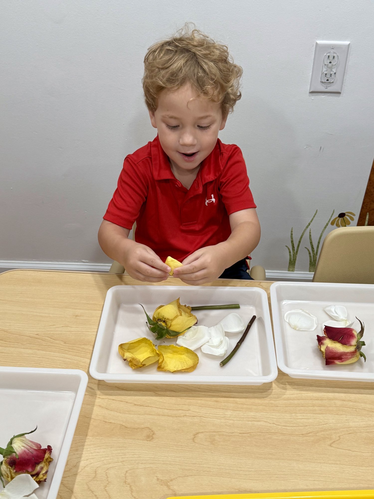 Preschooler exploring real flowers during a Reggio inspired activity