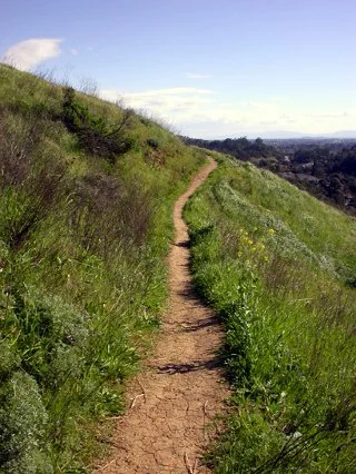 King Estate Open Space: Invasive Species Removal