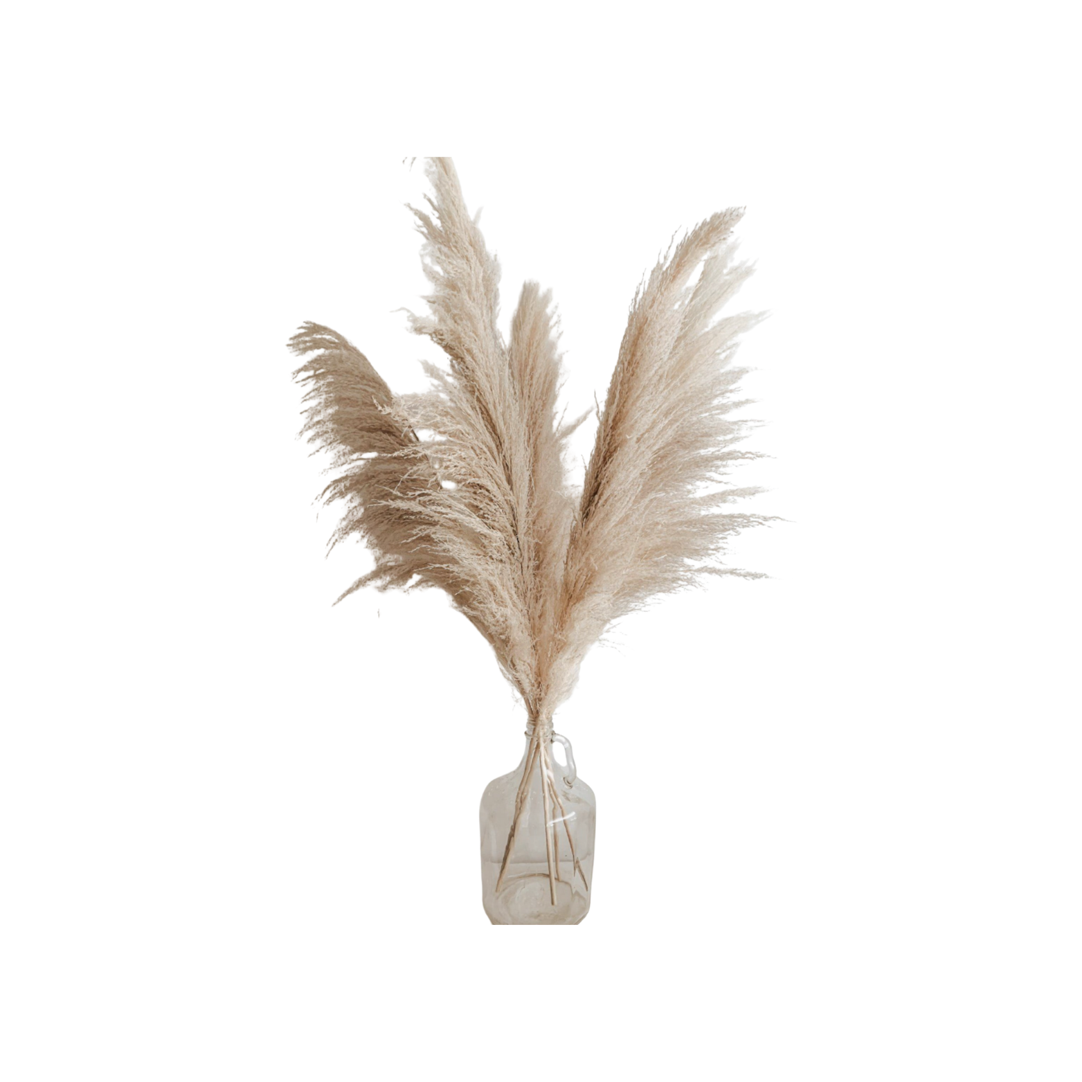 Pampas Grass with Vase