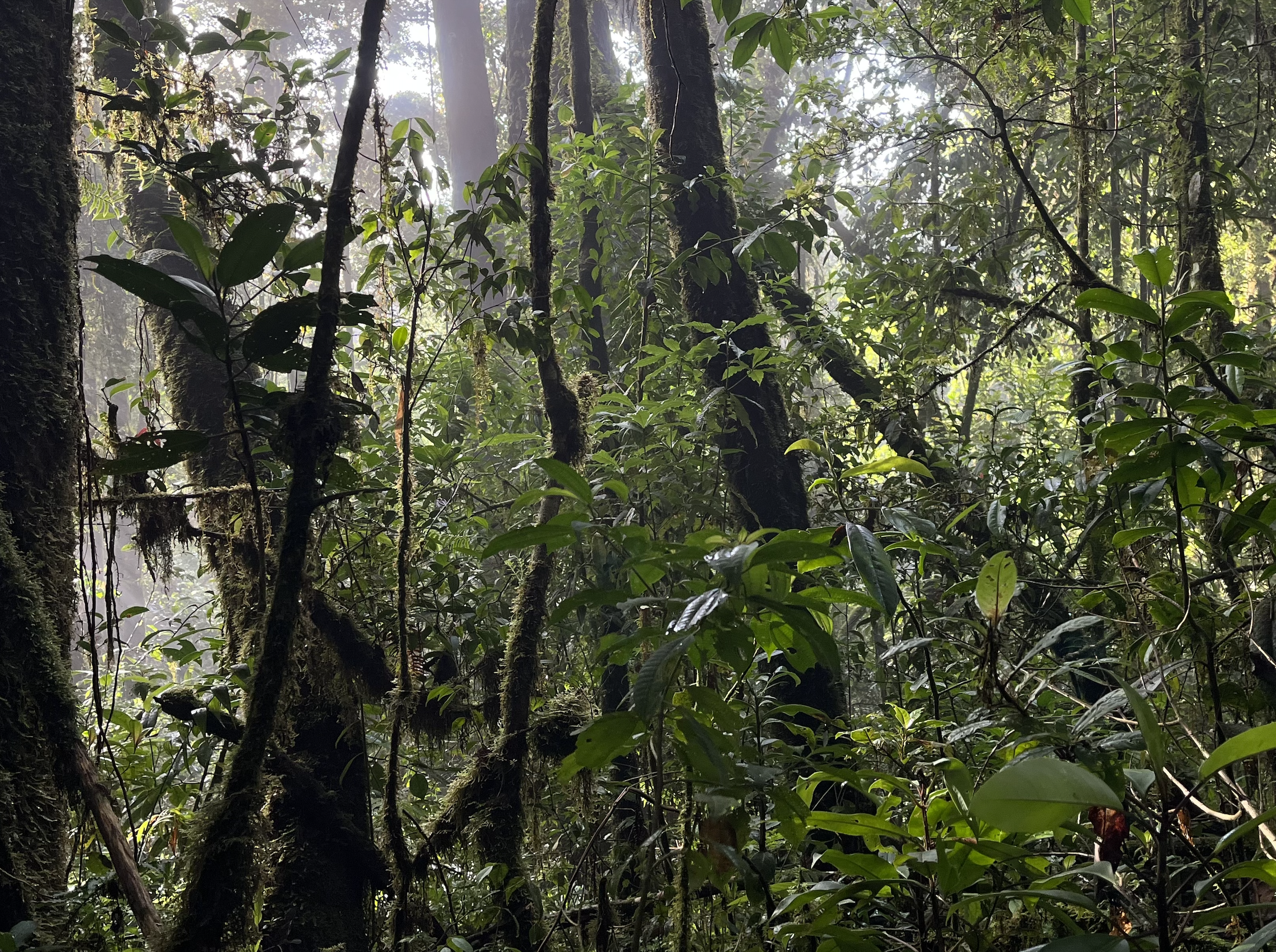 Screenshot 2025-12-21 at 4.45.47 AM.png