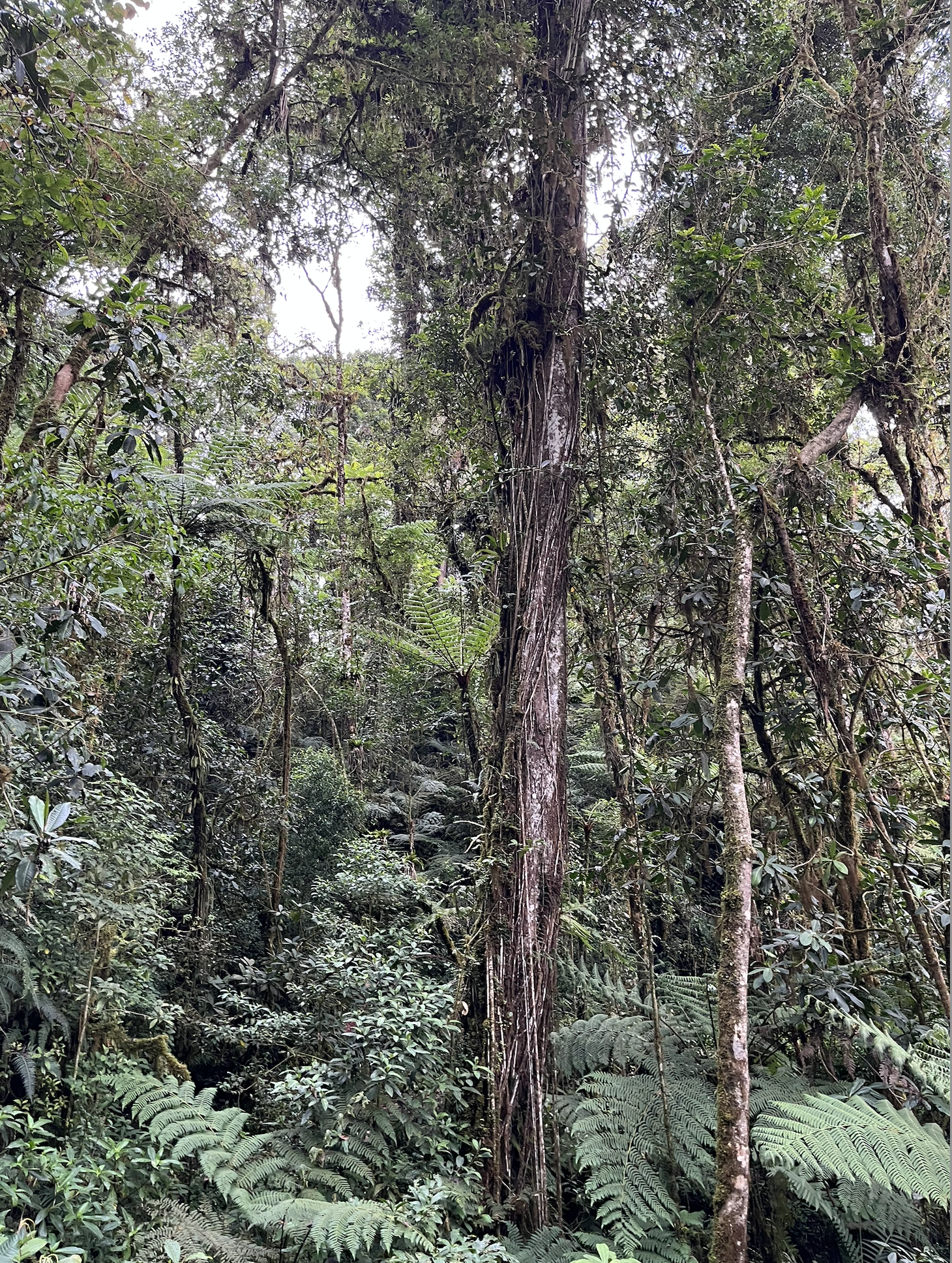 Screenshot 2025-12-21 at 4.46.32 AM.png