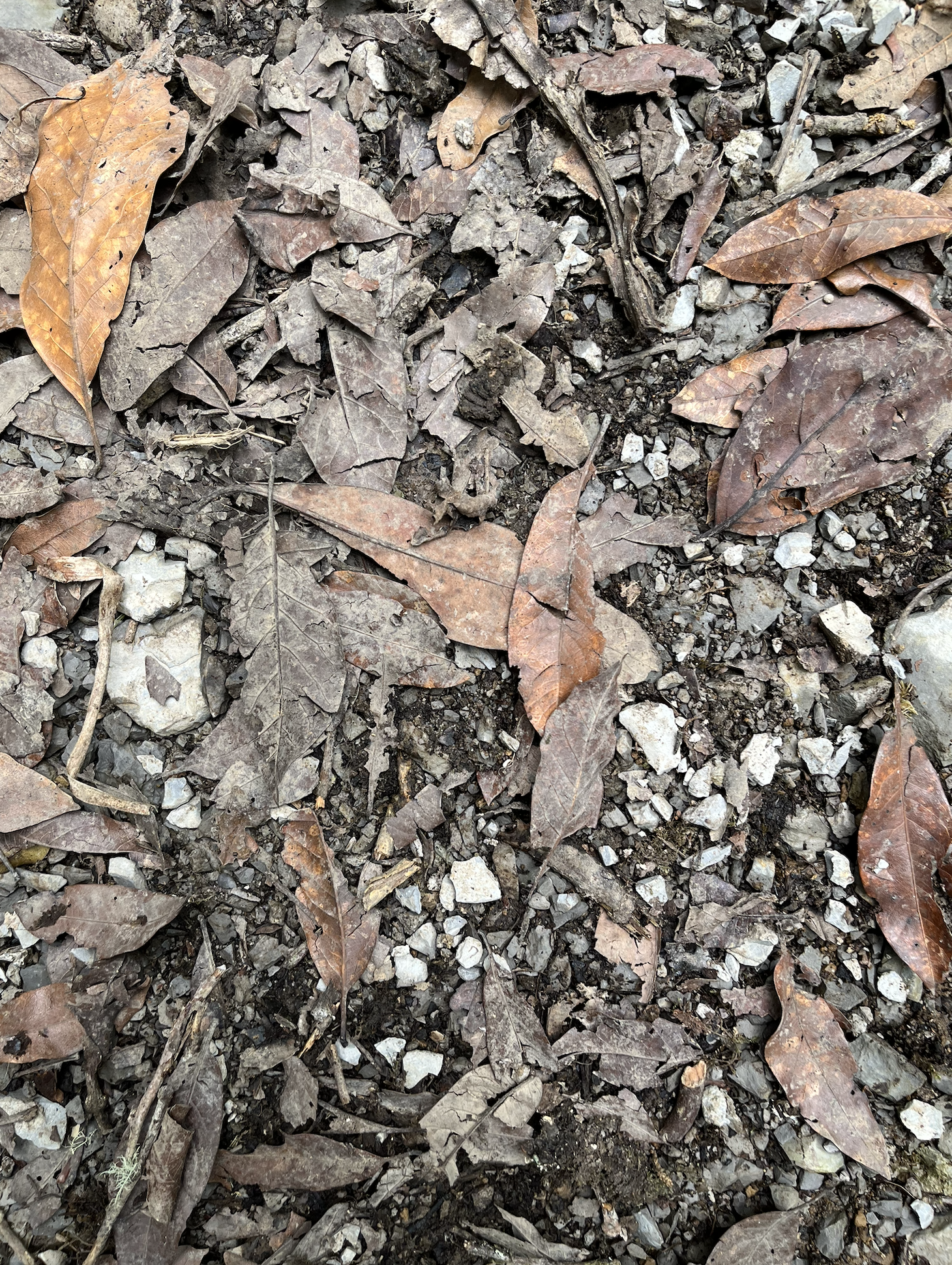 Screenshot 2025-12-21 at 4.46.27 AM.png