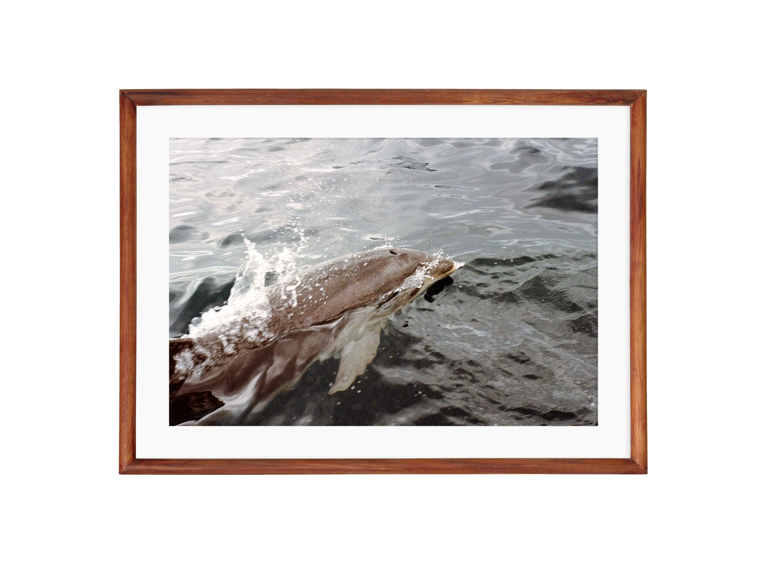 Dolphin - brown, mat.jpg