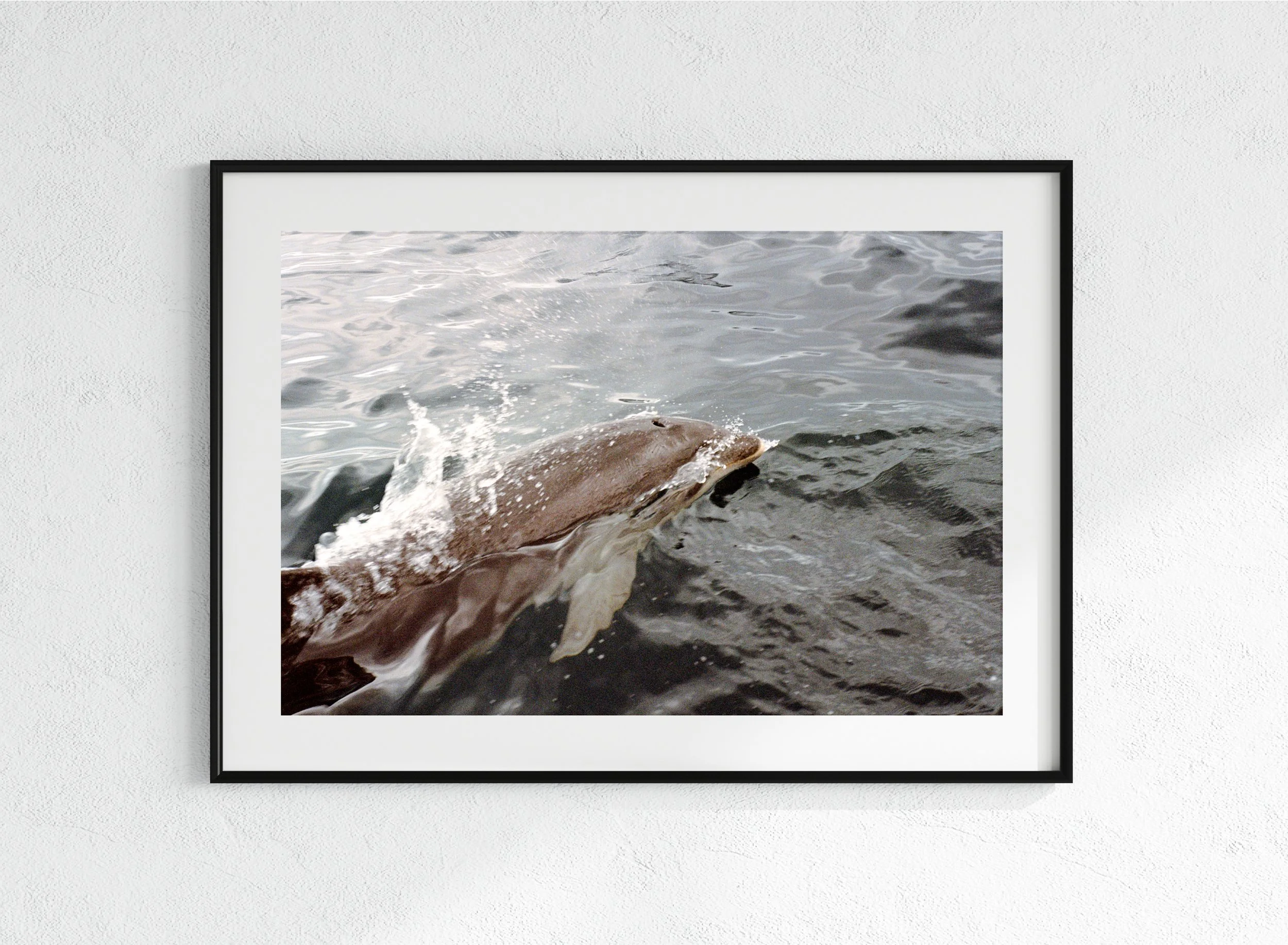 Dolphin - black, mat.jpg