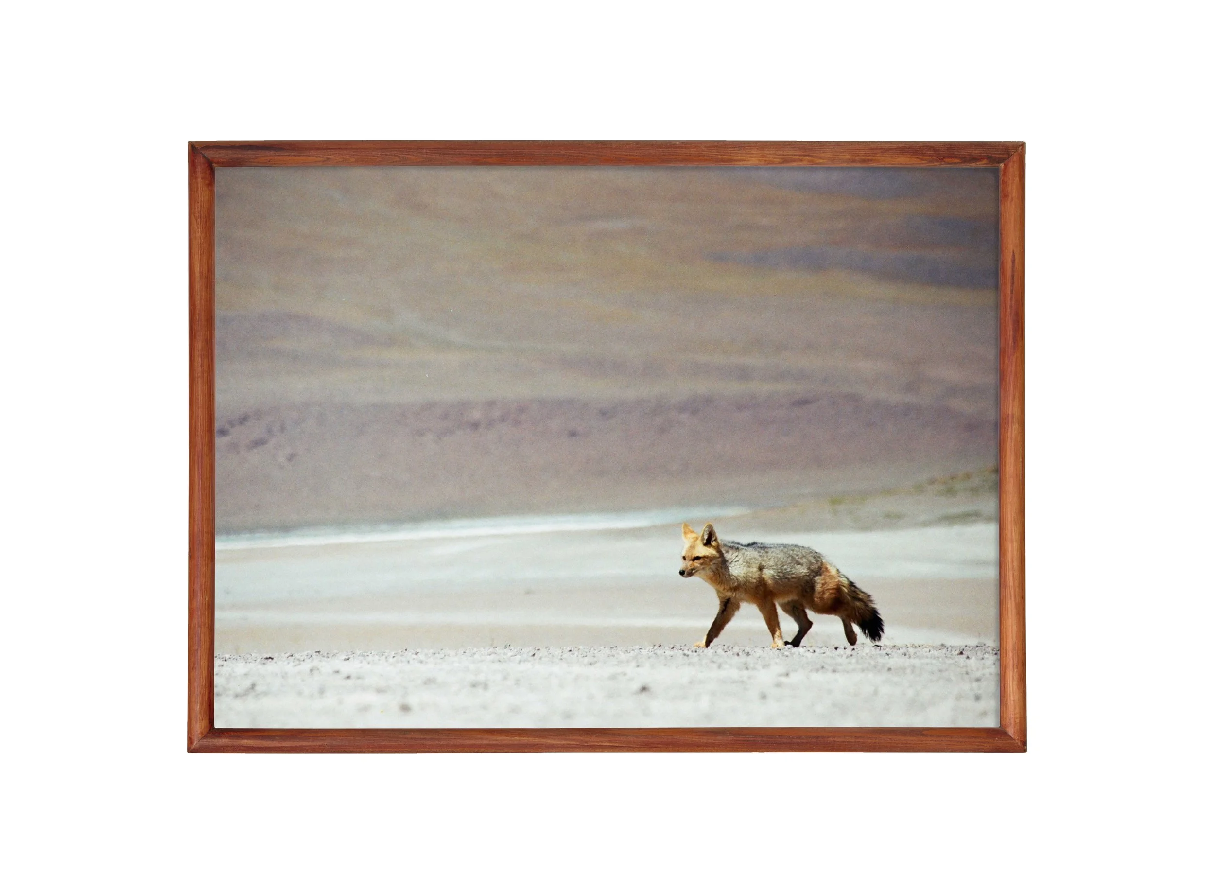 Fox - brown, no matt.jpg