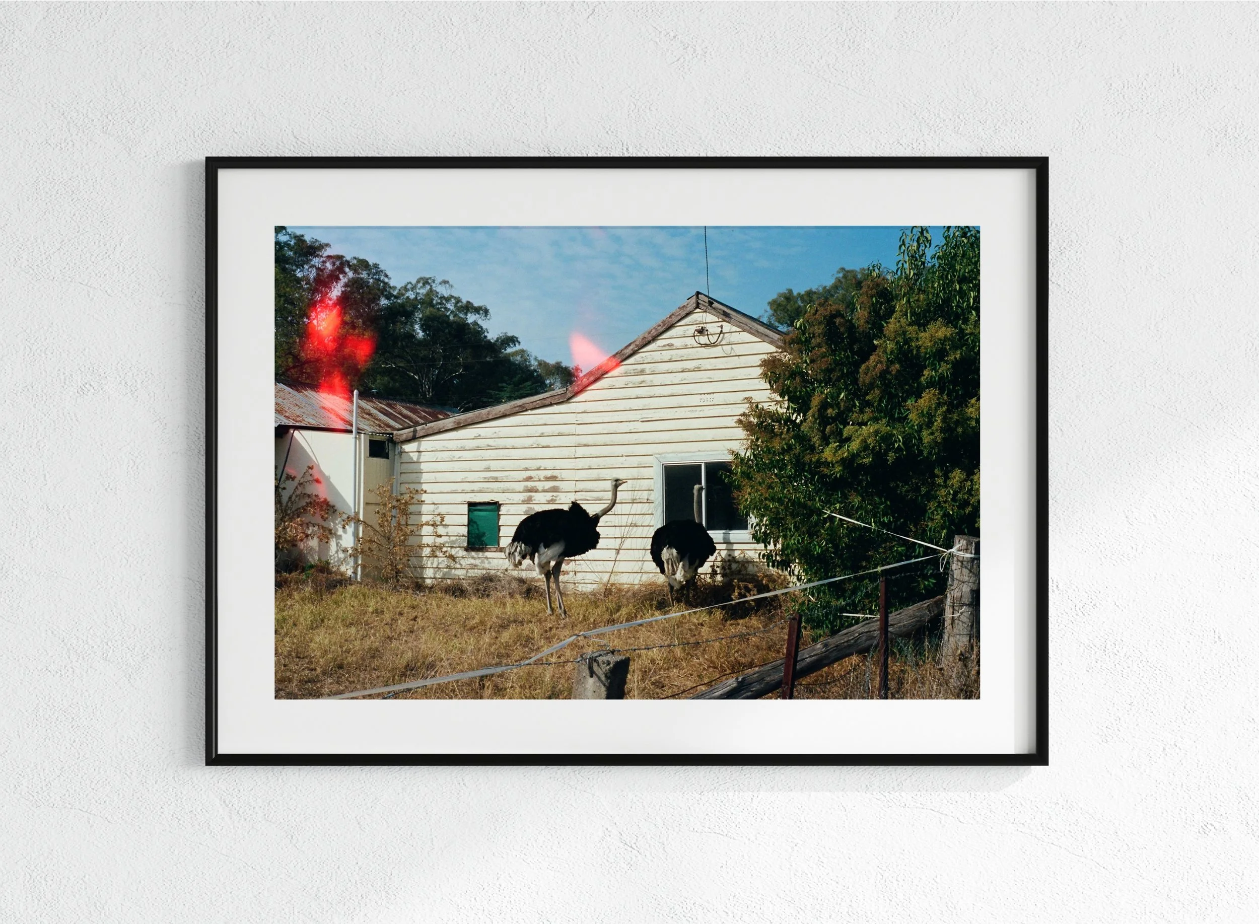 Ostrich - black, matt.jpg