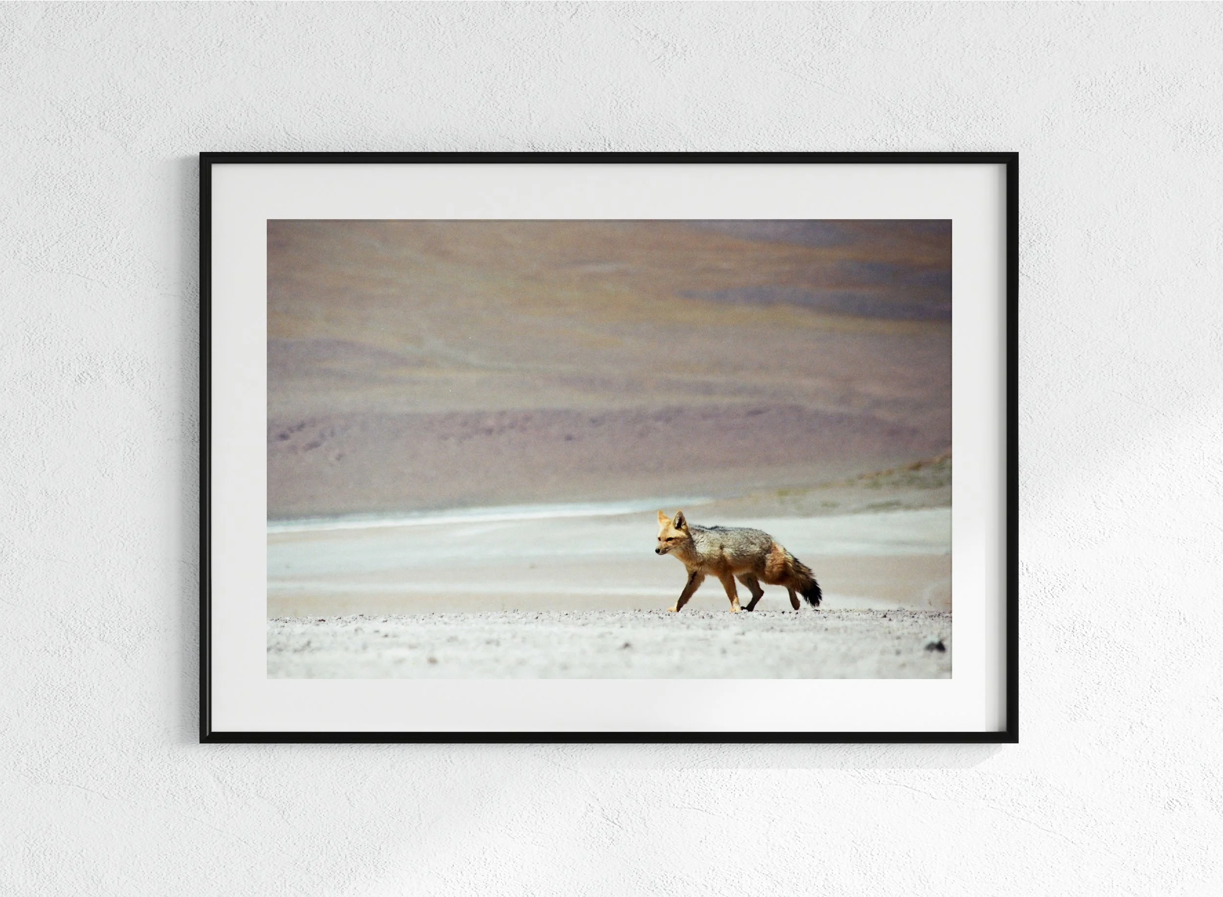 Fox - black, matt.jpg