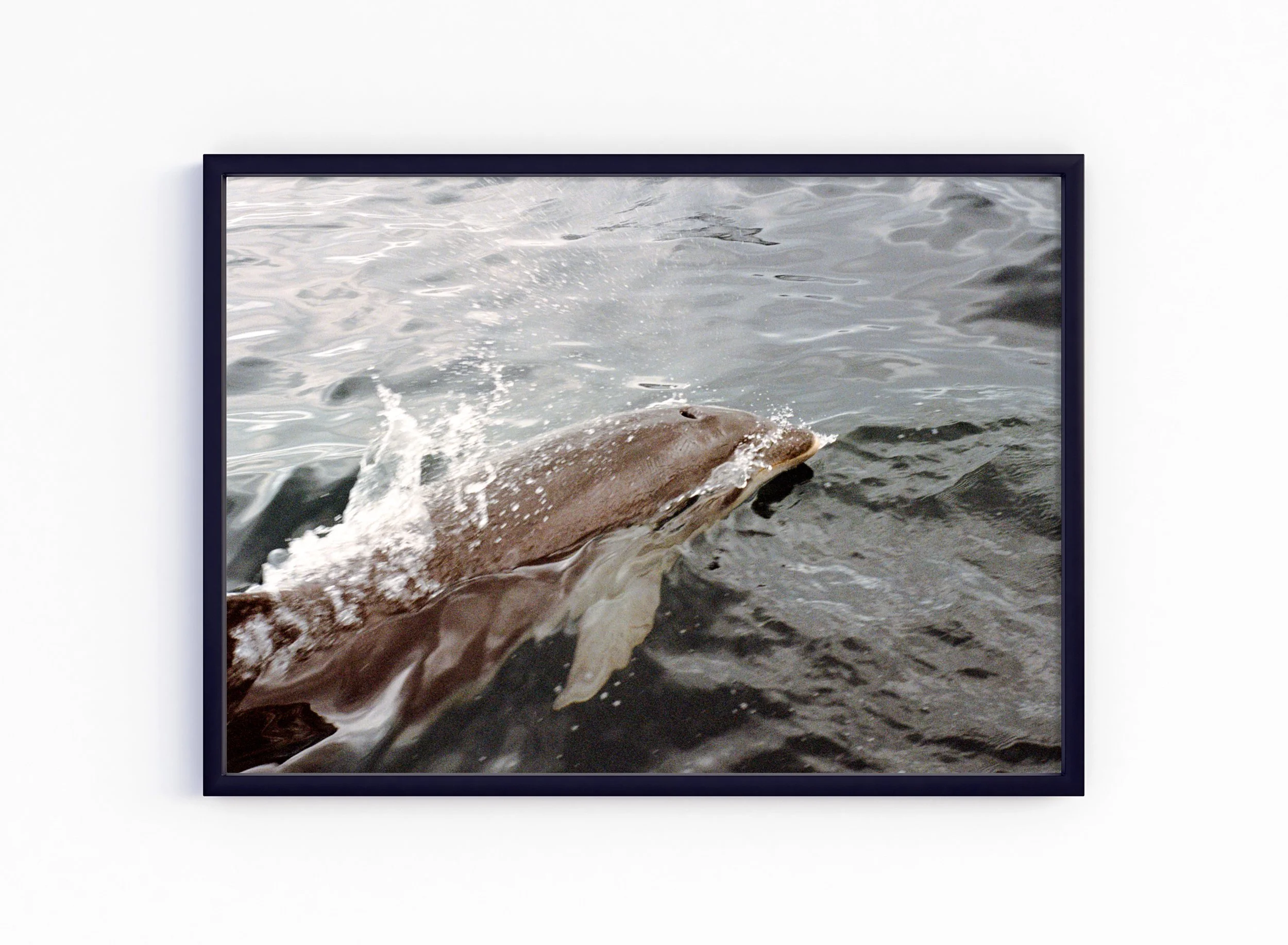 Dolphin - black, no matt.jpg