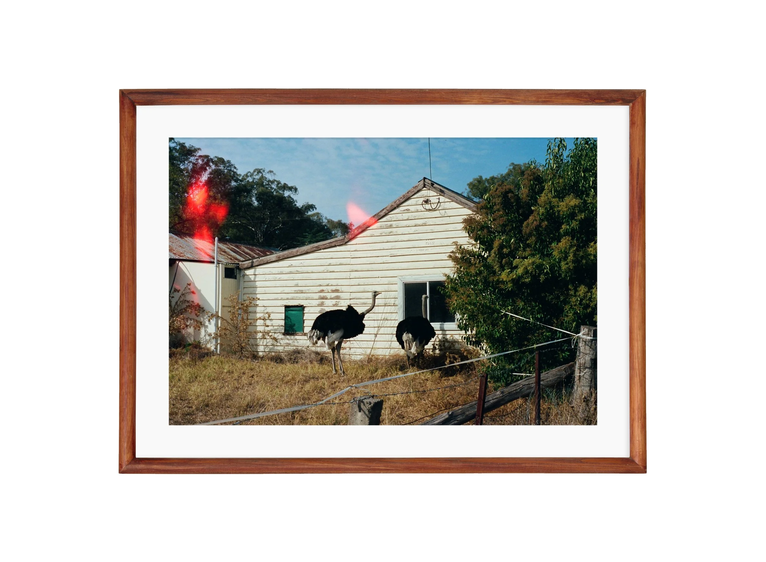 Ostrich - brown, matt.jpg