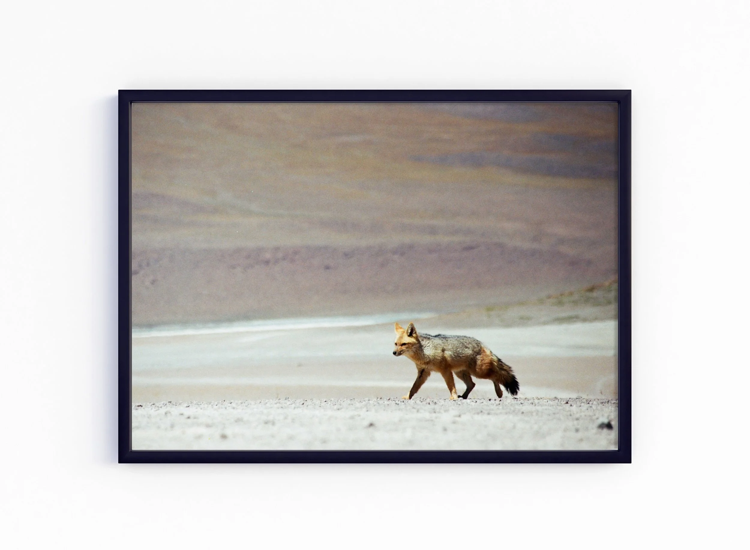 Fox - black, no matt.jpg