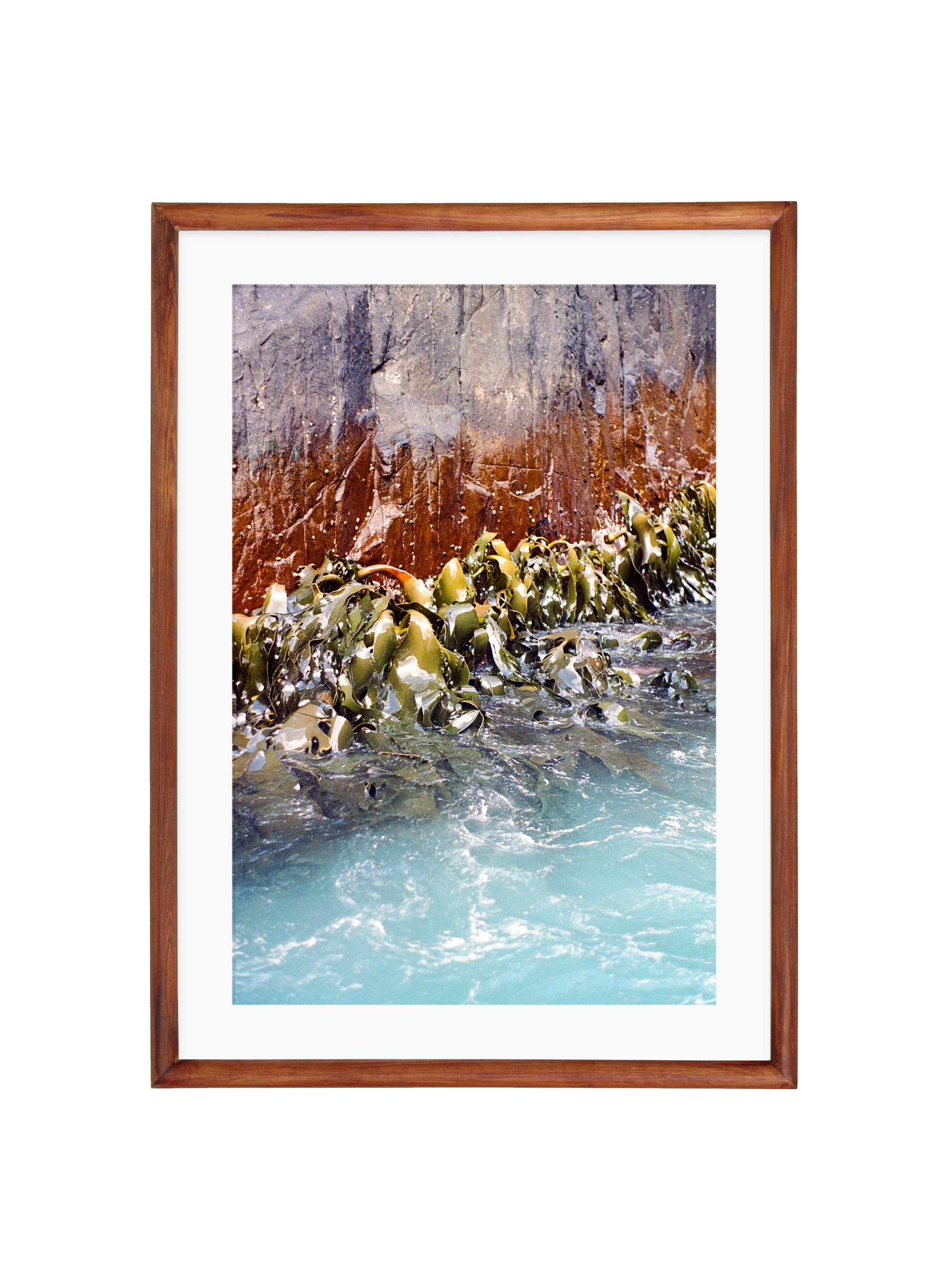 Kelp - brown, matt.jpg