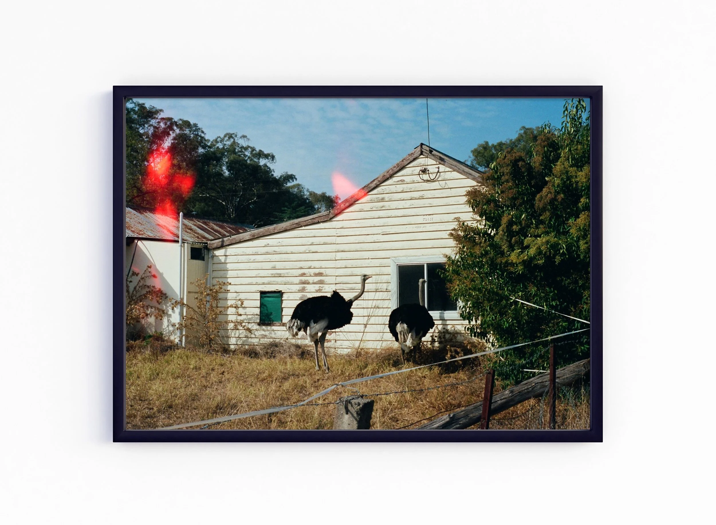 Ostrich - black, no matt.jpg