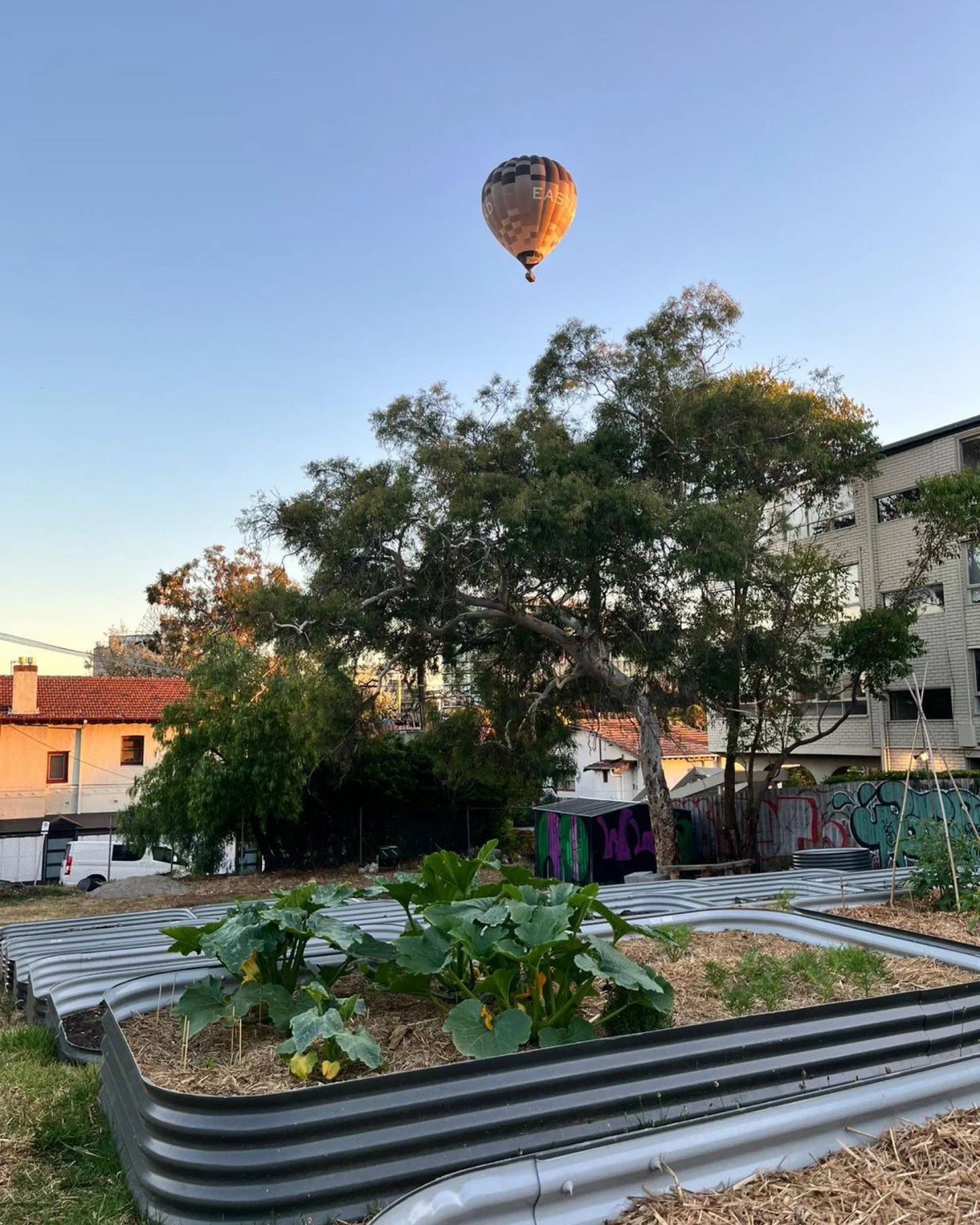 the early bird catches the worm (or the hot air balloon)