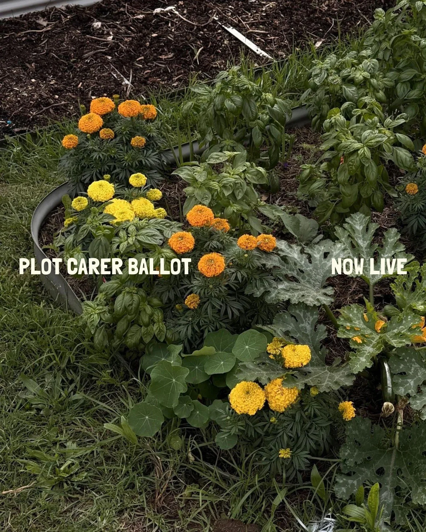 woah it's been a month since I last posted. sorry. I missed you. huge news though! Plot Carer Ballot 2.0 is now live. all Friends of the Garden will have the link in your hot little inboxes. as always, the remaining 18 plots will be decided by involv