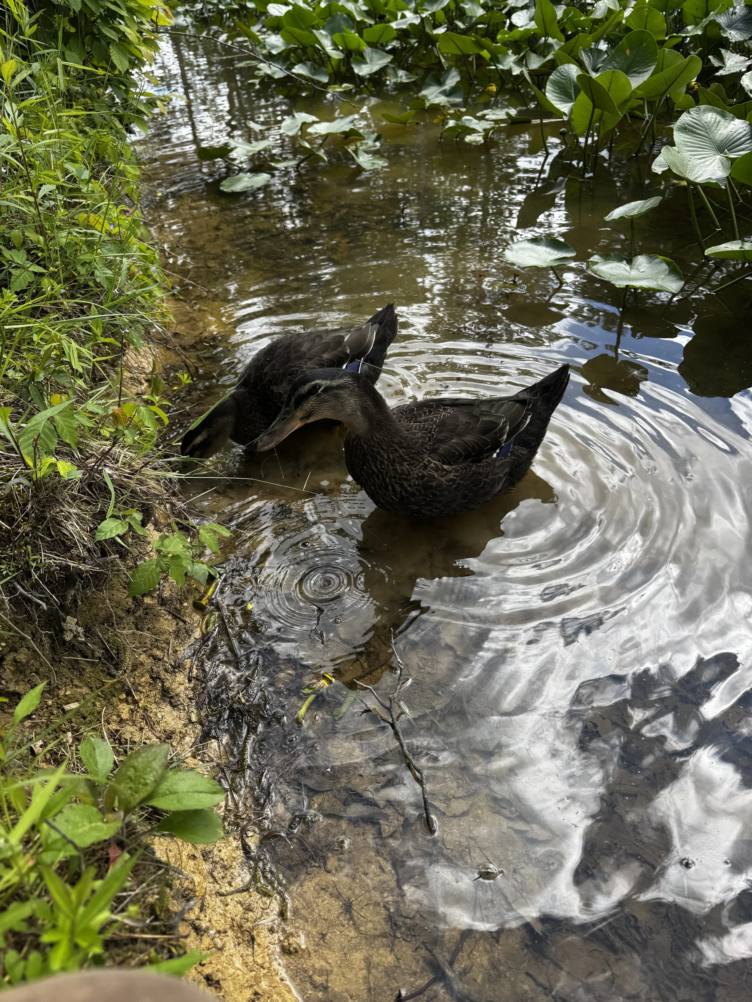 Ducks on the pond