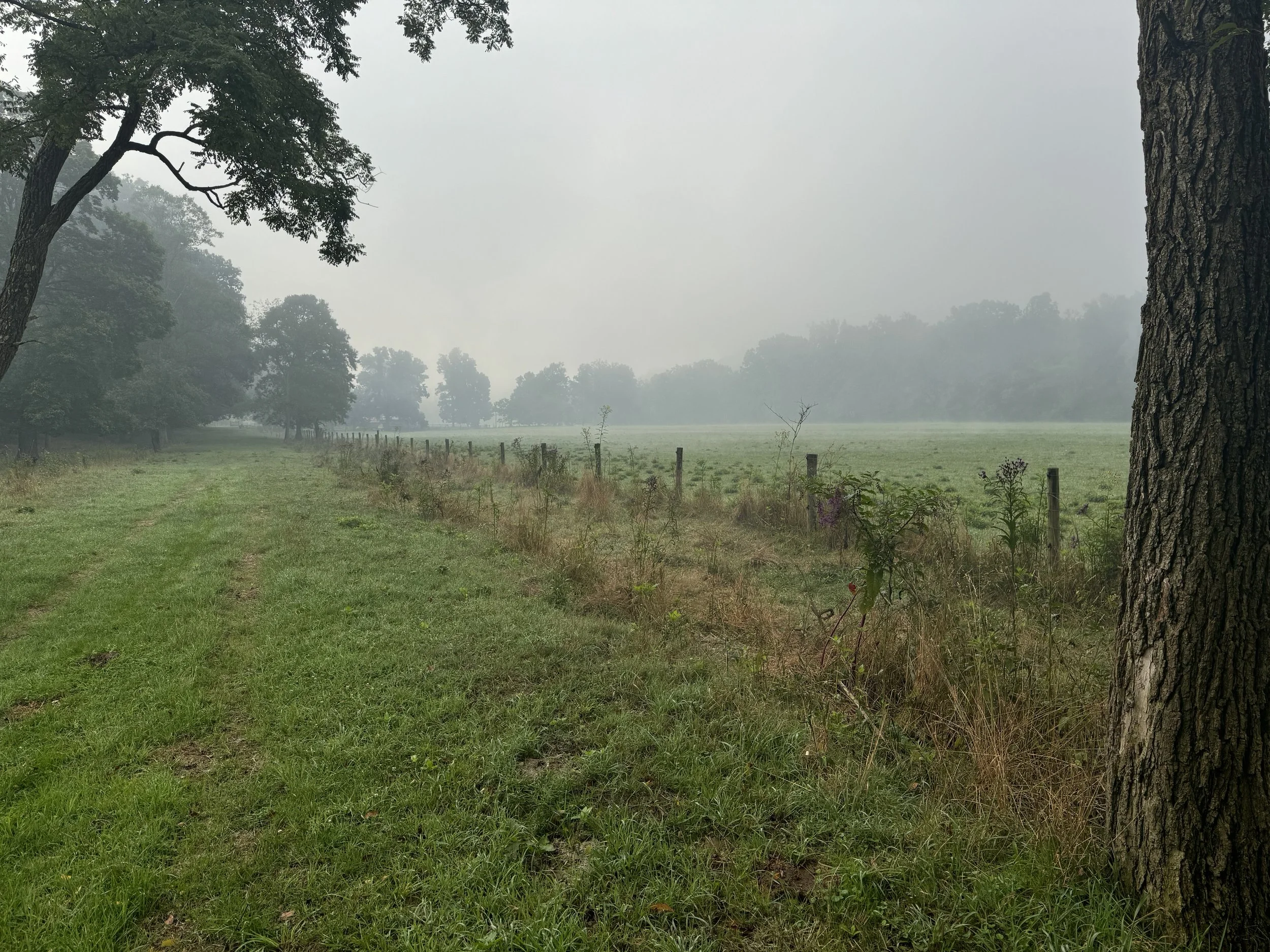A foggy field with a grassy path running along a fence, large trees on the edges, and low-lying plants and shrubs near the fence.