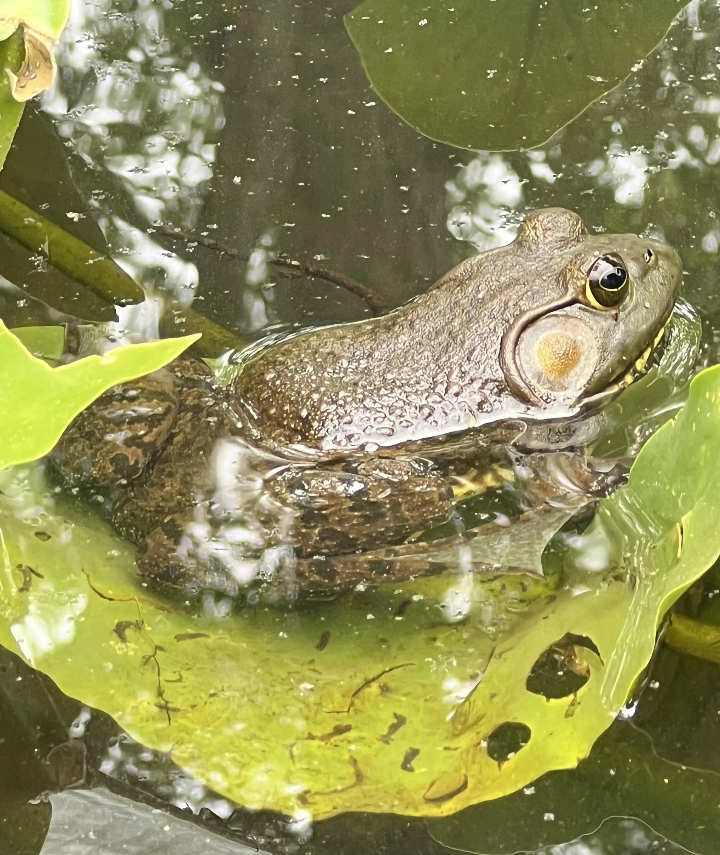 Frog on a Lilly pad