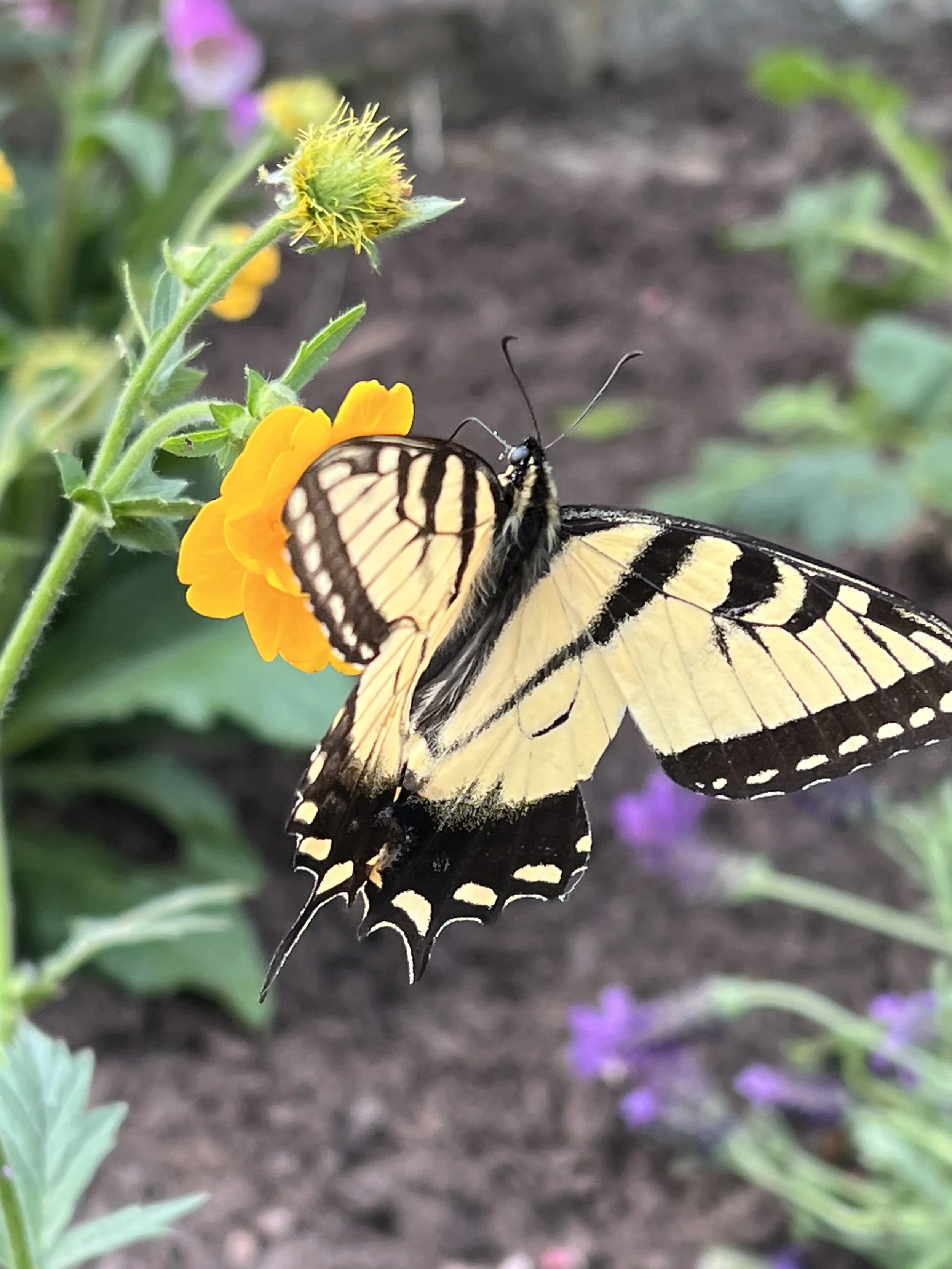 Butterfly on a flower
