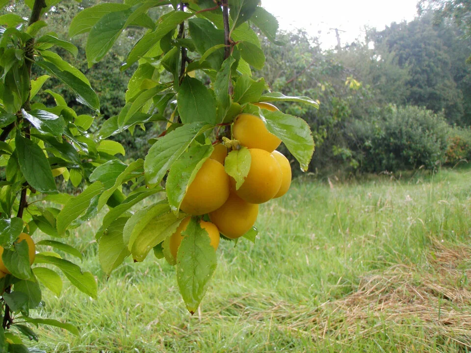 Mirabelle-G.Sphere.webp