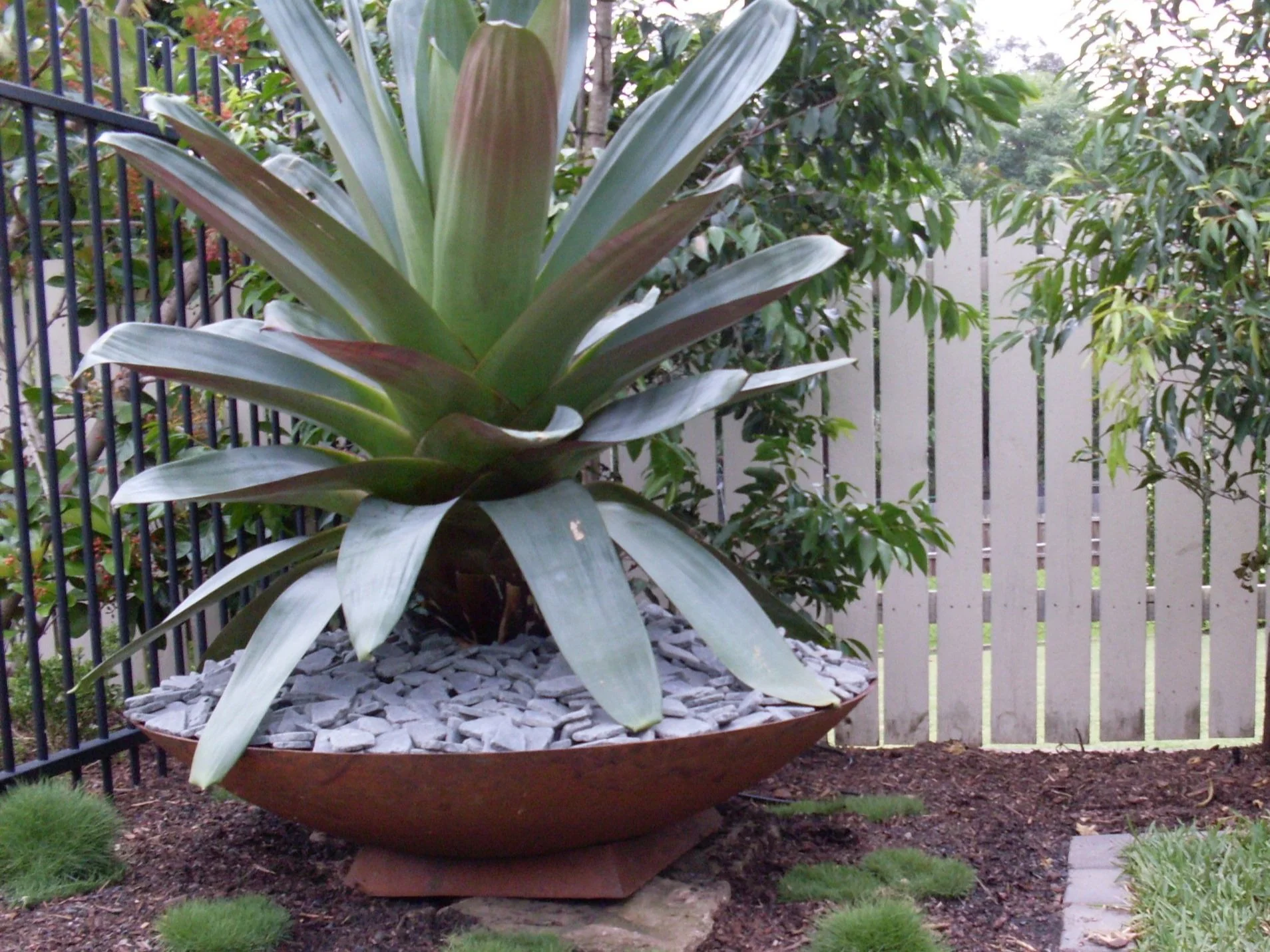 Large plant with broad green leaves in a round planter filled with white stones, situated in a garden near a wooden fence and metal railing.