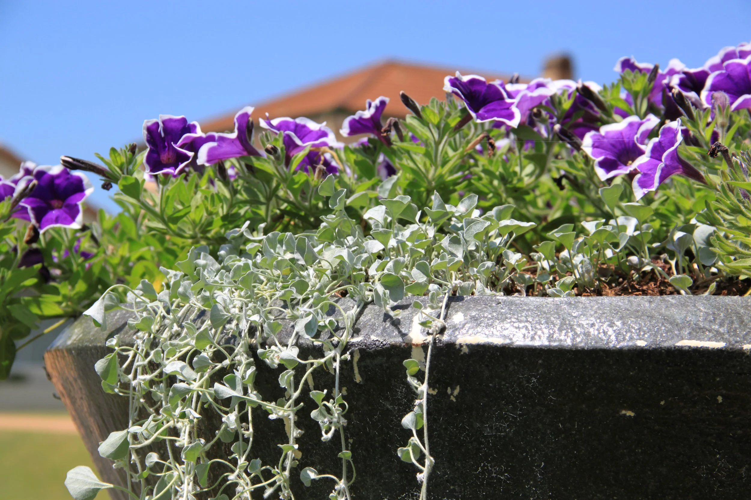 Close-up of purple flowers and leafy green vines in a planter. Showing beautiful plants in pots.