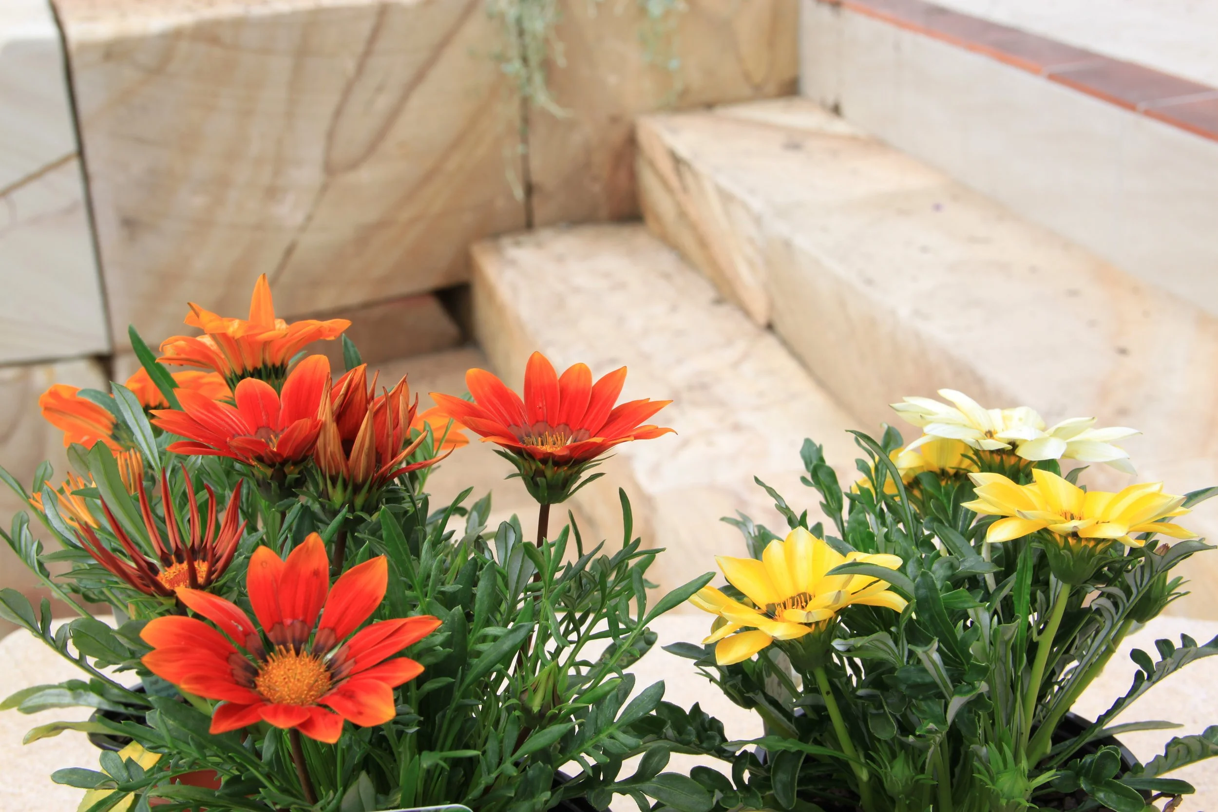 Colorful gazania flowers with green leaves in a garden setting. Stone steps surrounded by colourful plants.