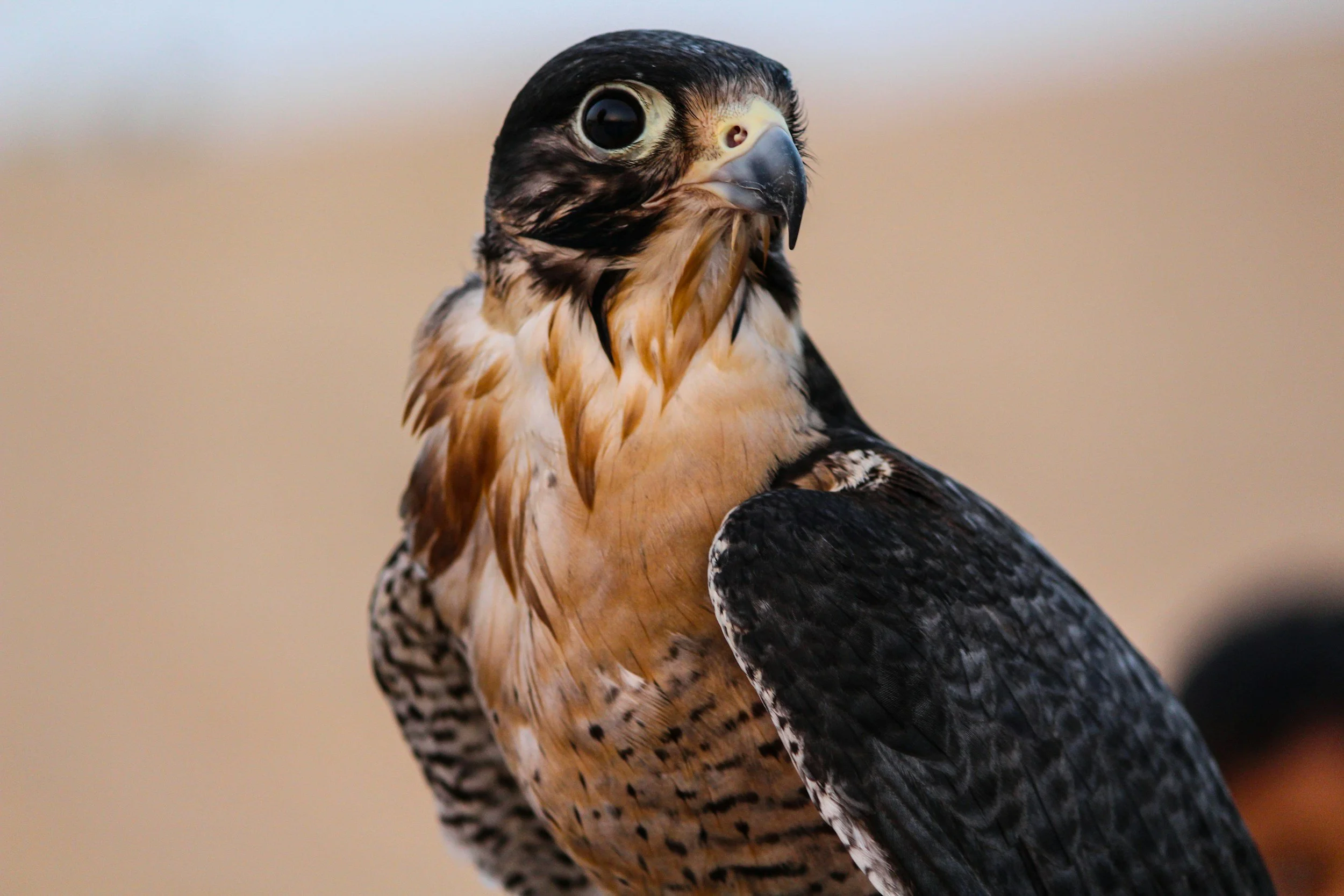 Close-up of a peregrine falcon with brown, black, and white feathers, looking to the side. Abu Dhabi and Dubai, United Arab Emirates, UAE