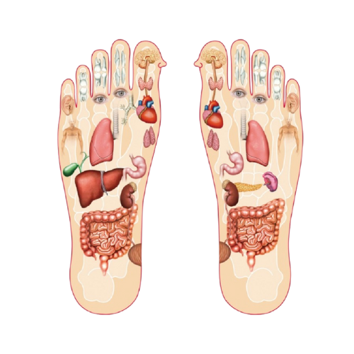 Illustration of reflexology foot map with organs
