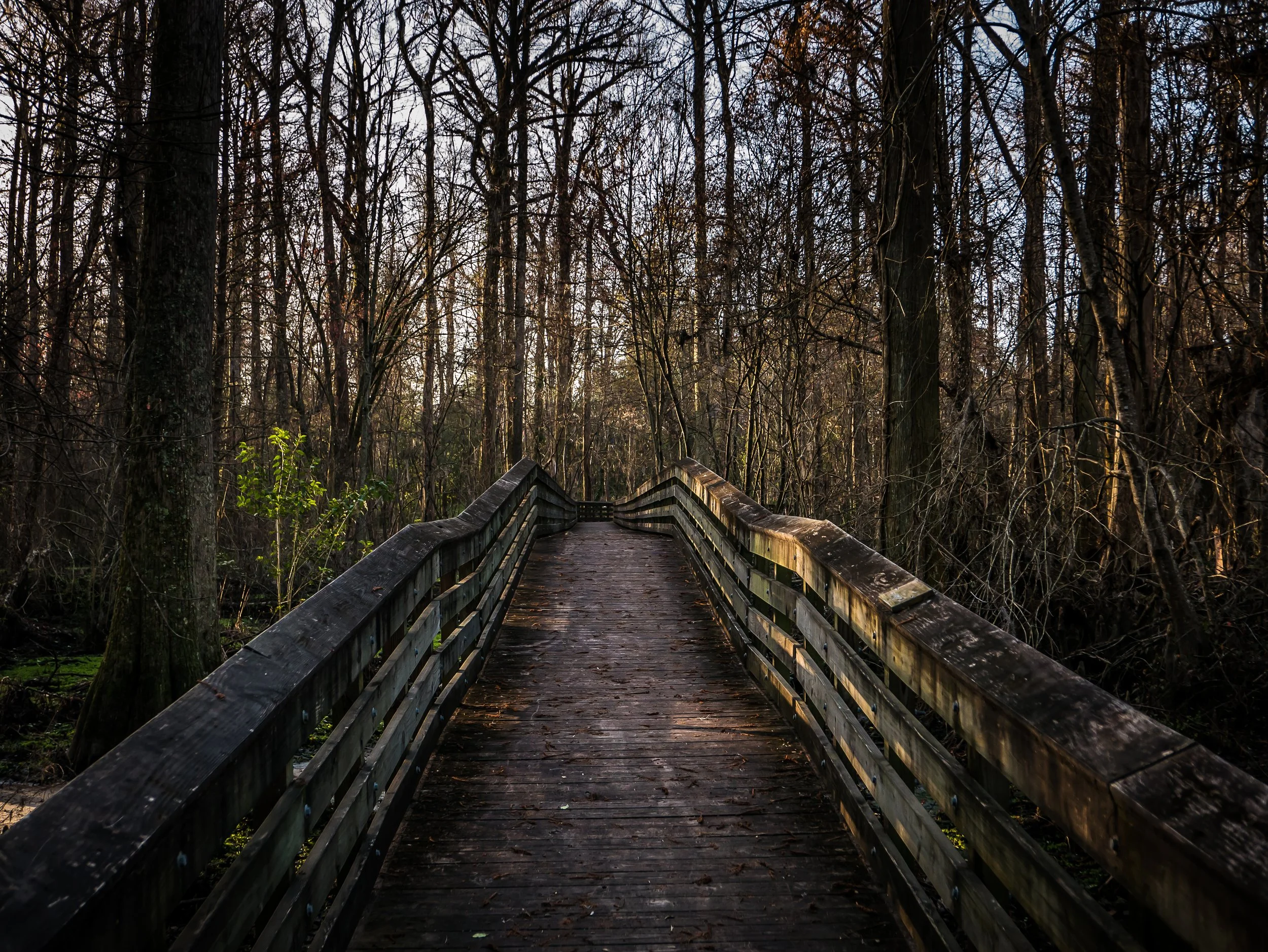Darlington Swamp Boardwalk.jpg