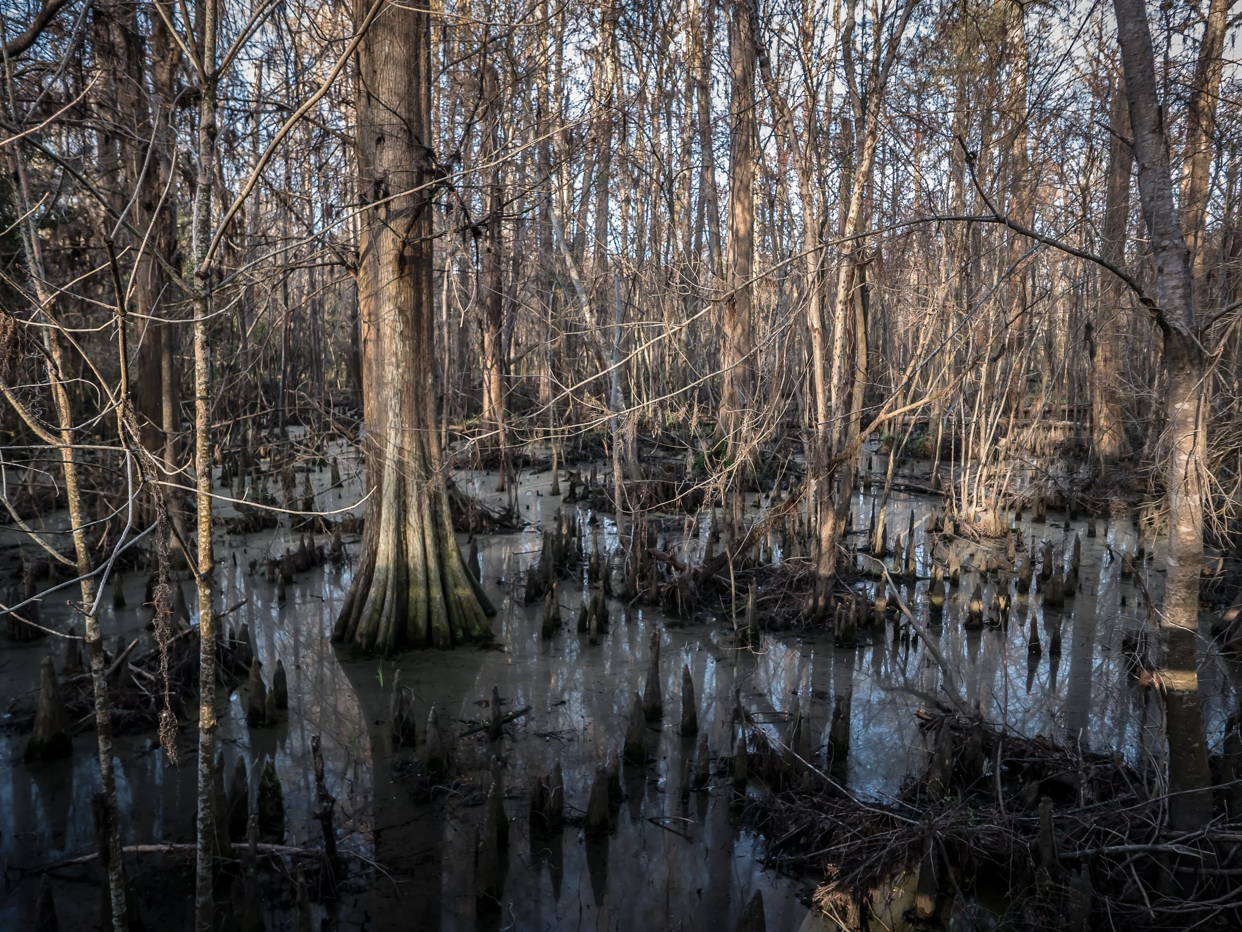Darlington Swamp.jpg