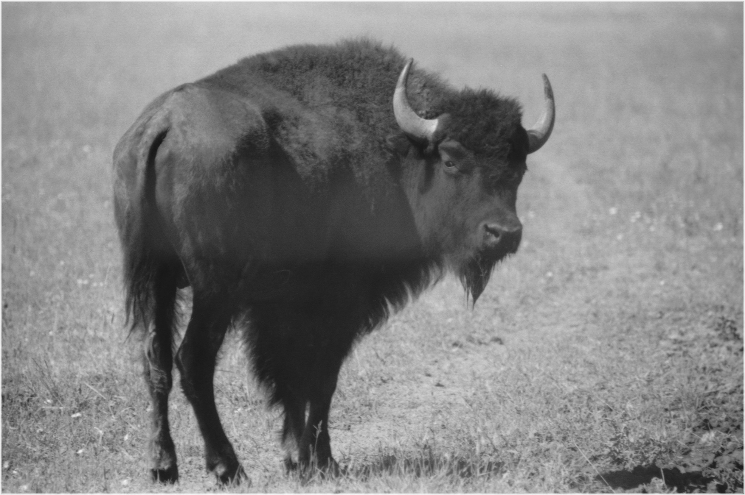 Buffalo.jpg