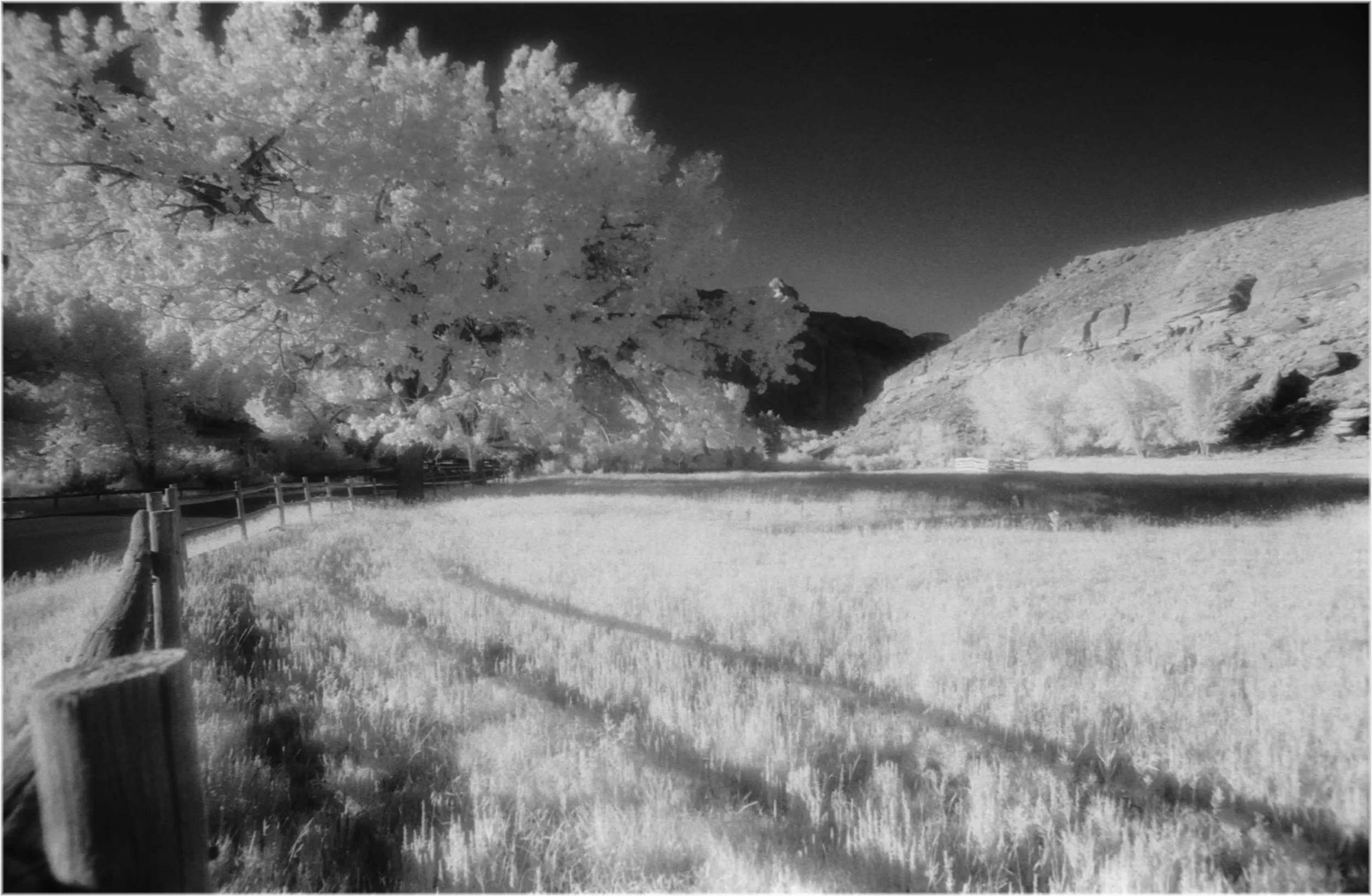 Utah(tree).jpg