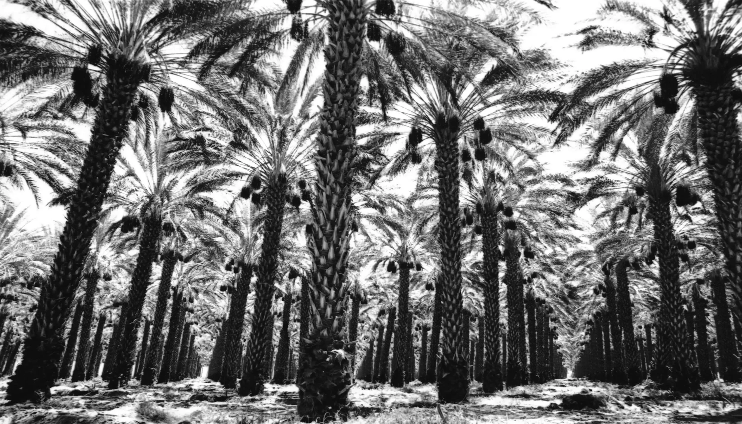 Mecca(palmgrove).jpg